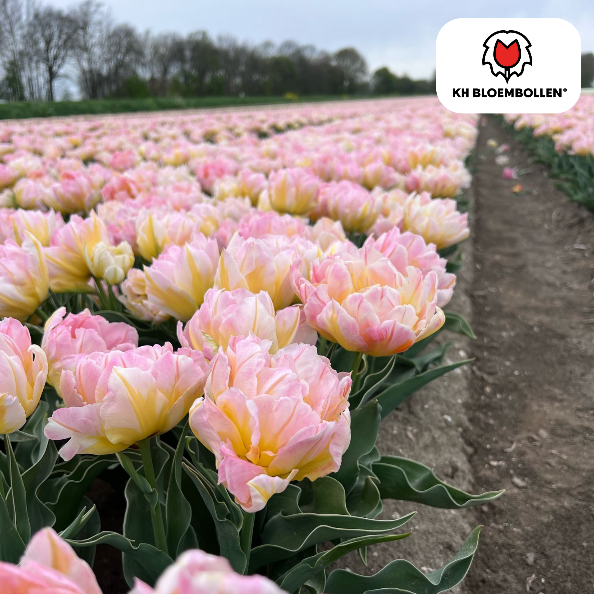 Tulpe Password – Tulipa Password | ca. 40–50 cm | 20 Zwiebeln Größe 11/12