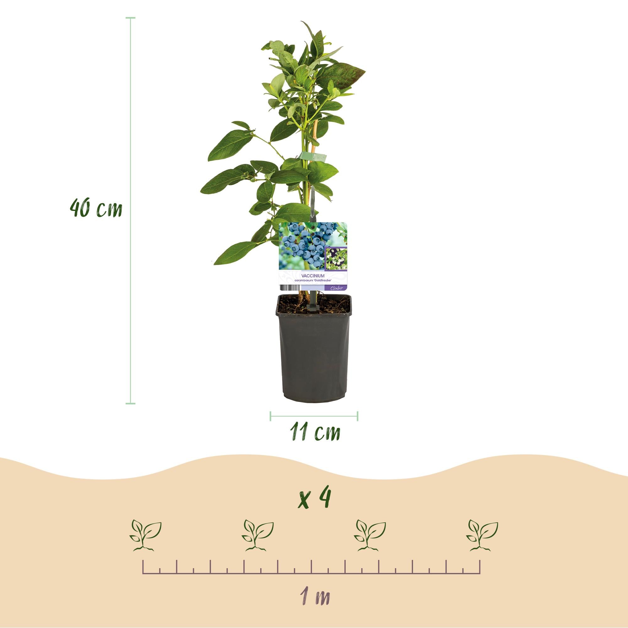 2x Heidelbeere - Blaubeere - Vaccinium corymbosum Goldtraube | 2 Pflanzen | Topf 11cm - Höhe 40cm