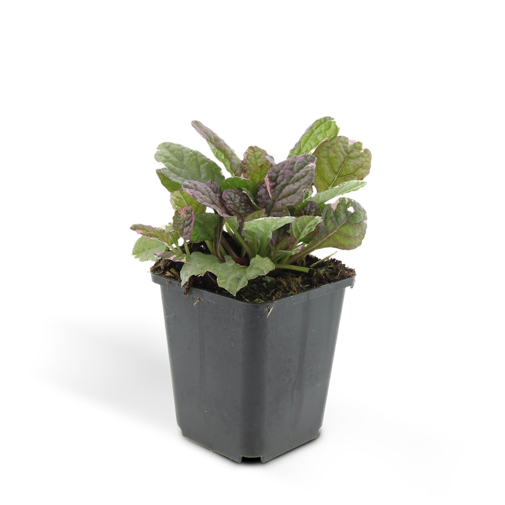 24x Kriechender Günsel - Ajuga reptans 'Burgundy Glow' | ↕10-25cm | Ø9cm