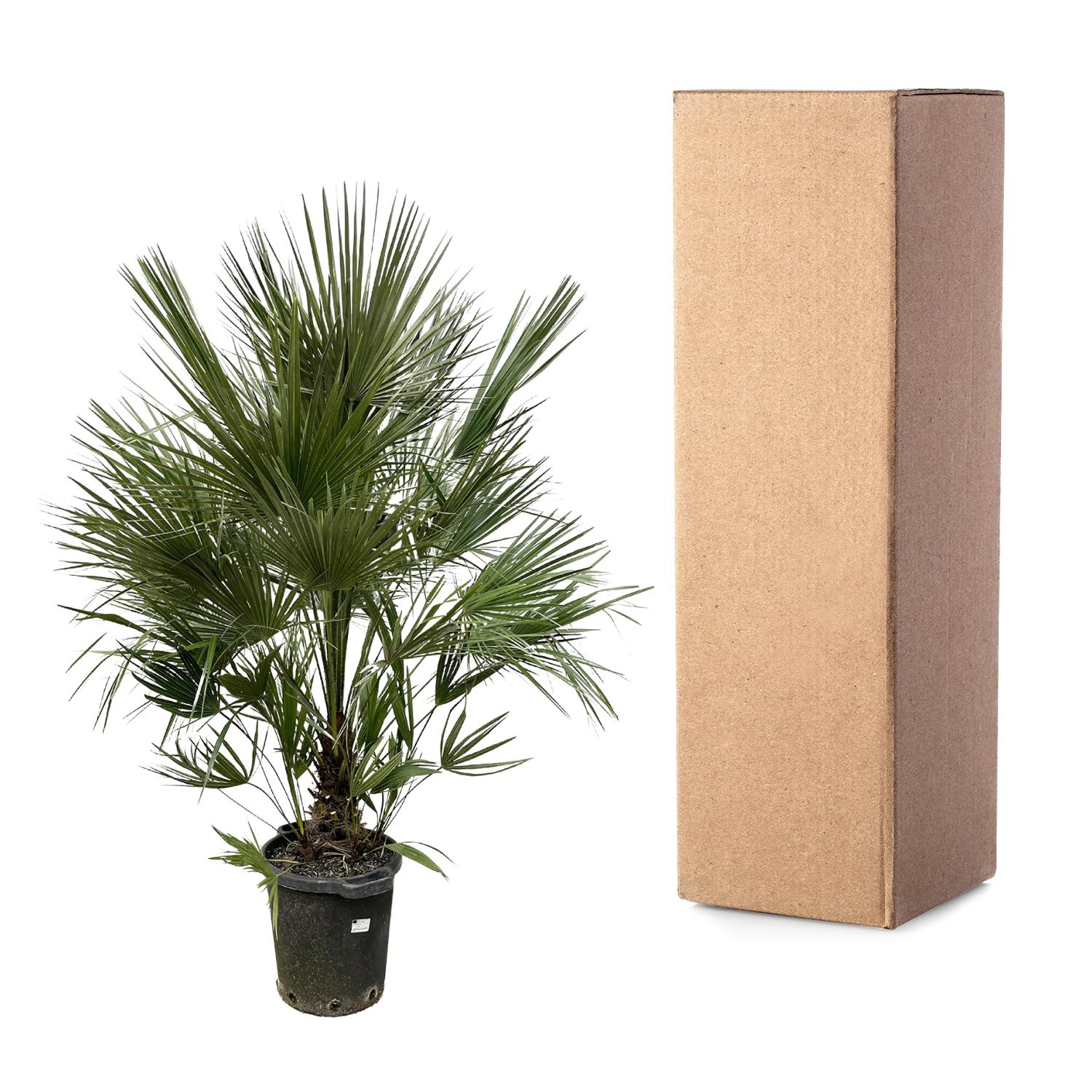 Chamaerops Humilis - Europäische Zwergpalme XXL | 200 cm | Ø40 cm