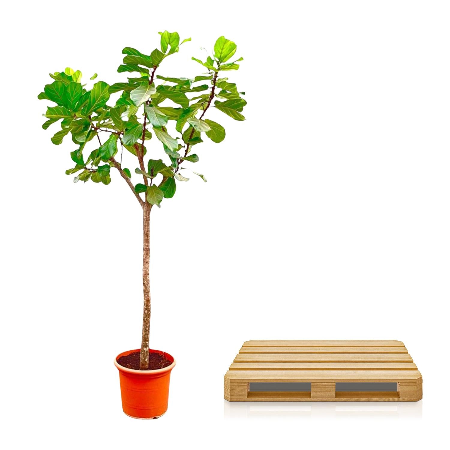 XXL Geigen-Feigenbaum – Ficus Lyrata Baum XXL | 270 cm | Ø45 cm