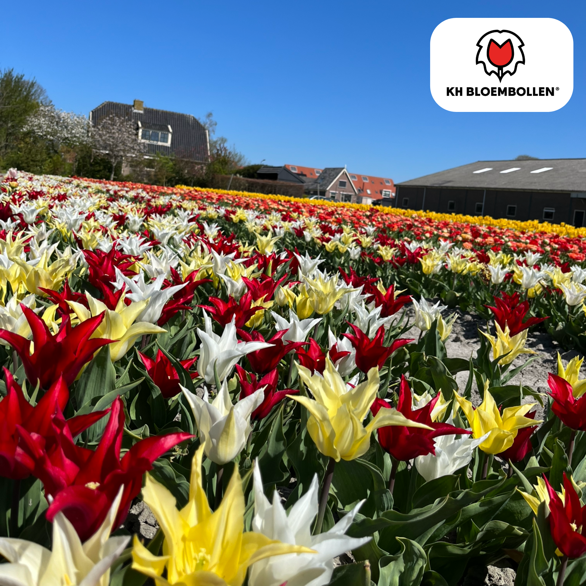 Tulpenmischung Tres Chic – Tulipa-Mix | ca. 40–50 cm | 20 Zwiebeln Größe 11/12