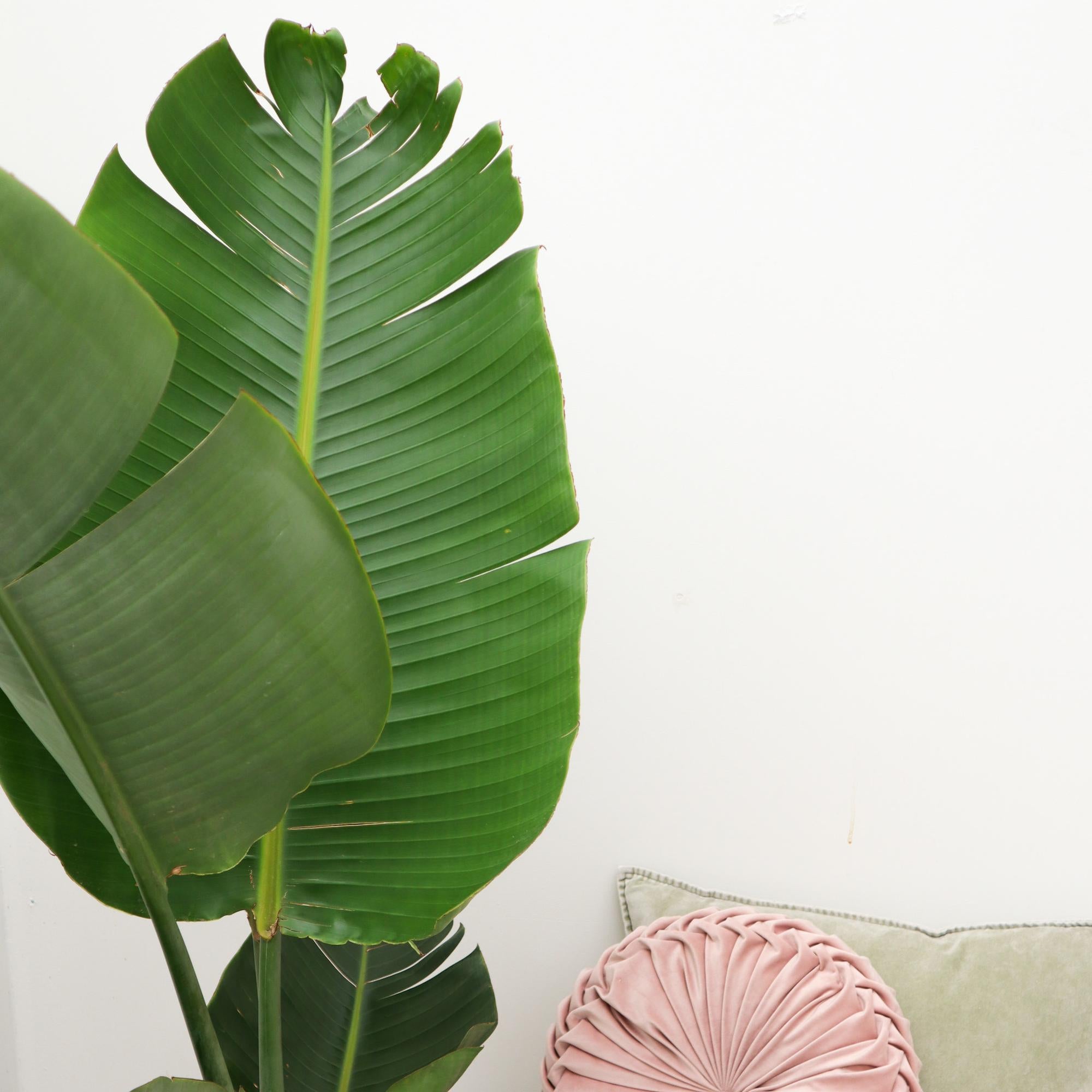 Strelitzia Augusta - Weiße Paradiesvogelblume | 180 cm | Ø30 cm