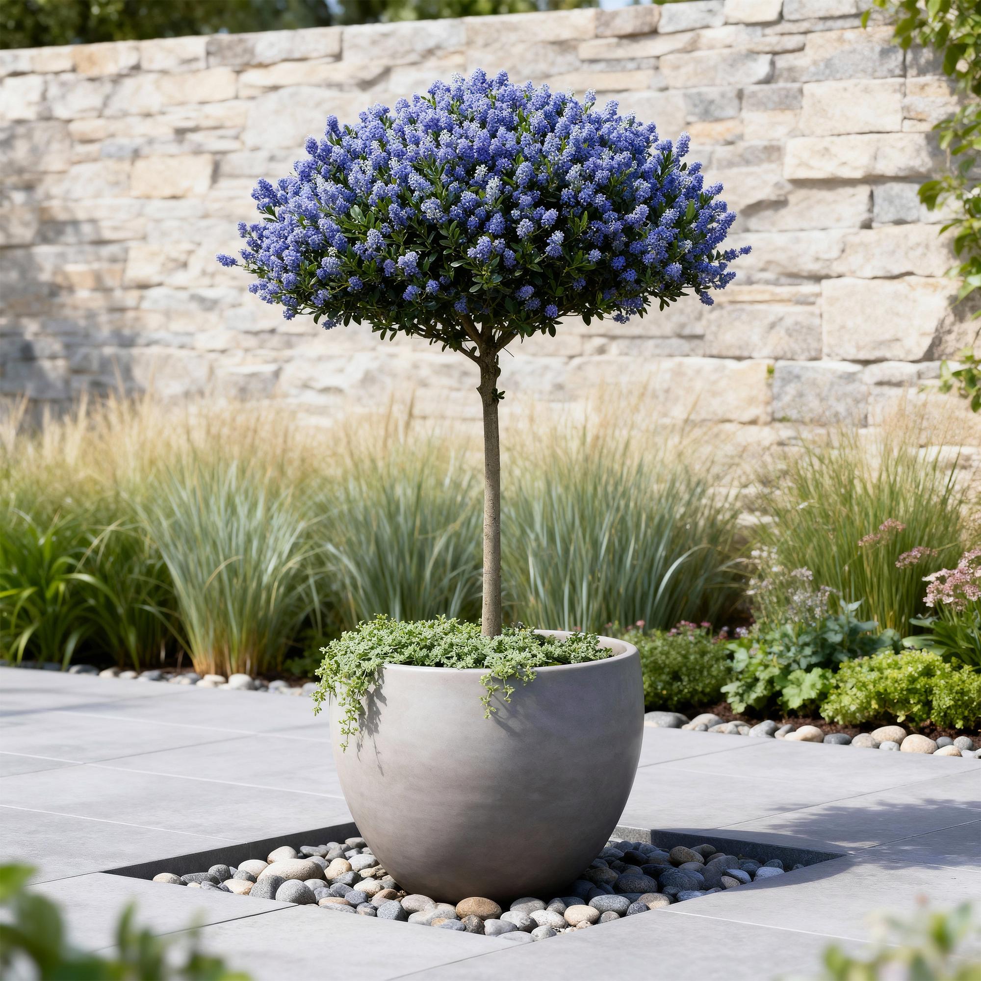 Kalifornischer Flieder – Ceanothus thyrsiflorus 'Repens' | 90 cm | Topfdurchmesser 19 cm