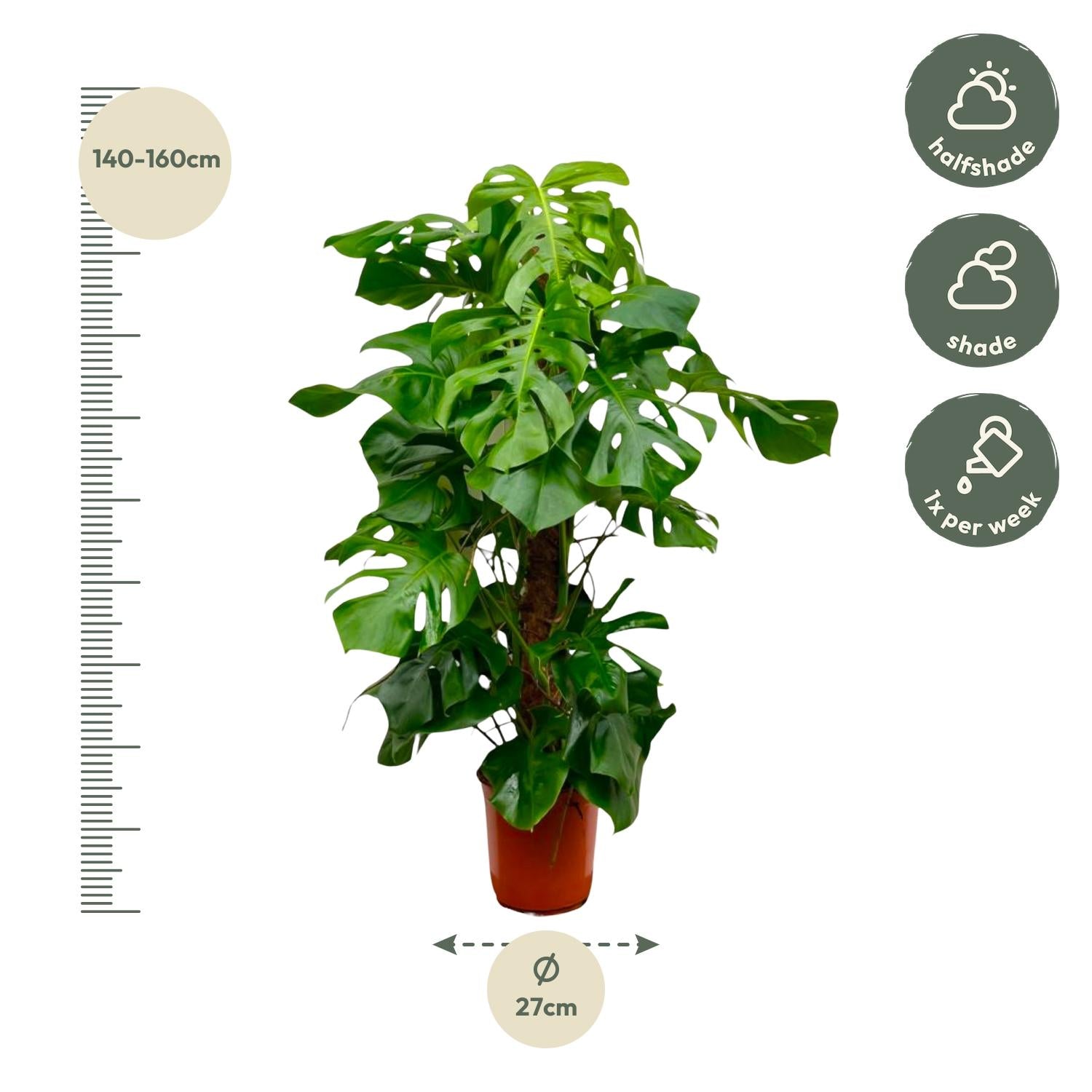 Fensterblatt – Monstera Deliciosa XXL | 150 cm | Ø24 cm