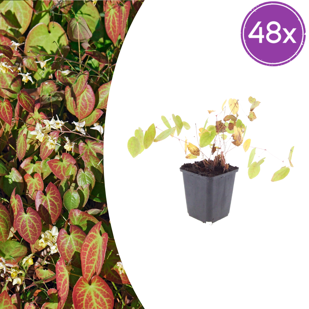 48x Elfenblume - Epimedium × youngianum ‘Niveum’ | 10-25 cm | Ø9 cm