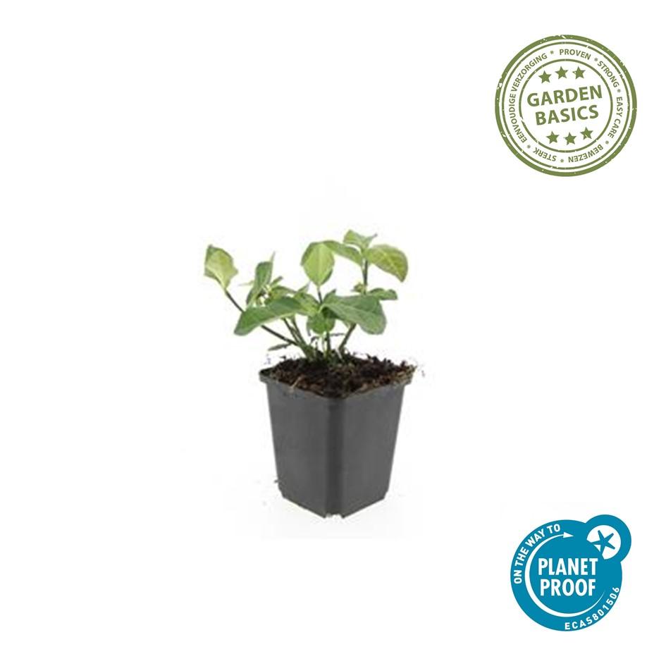 48x Rankender Spindelstrauch - Euonymus fort. 'Dart's Blanket' | 10-25cm | Ø9cm