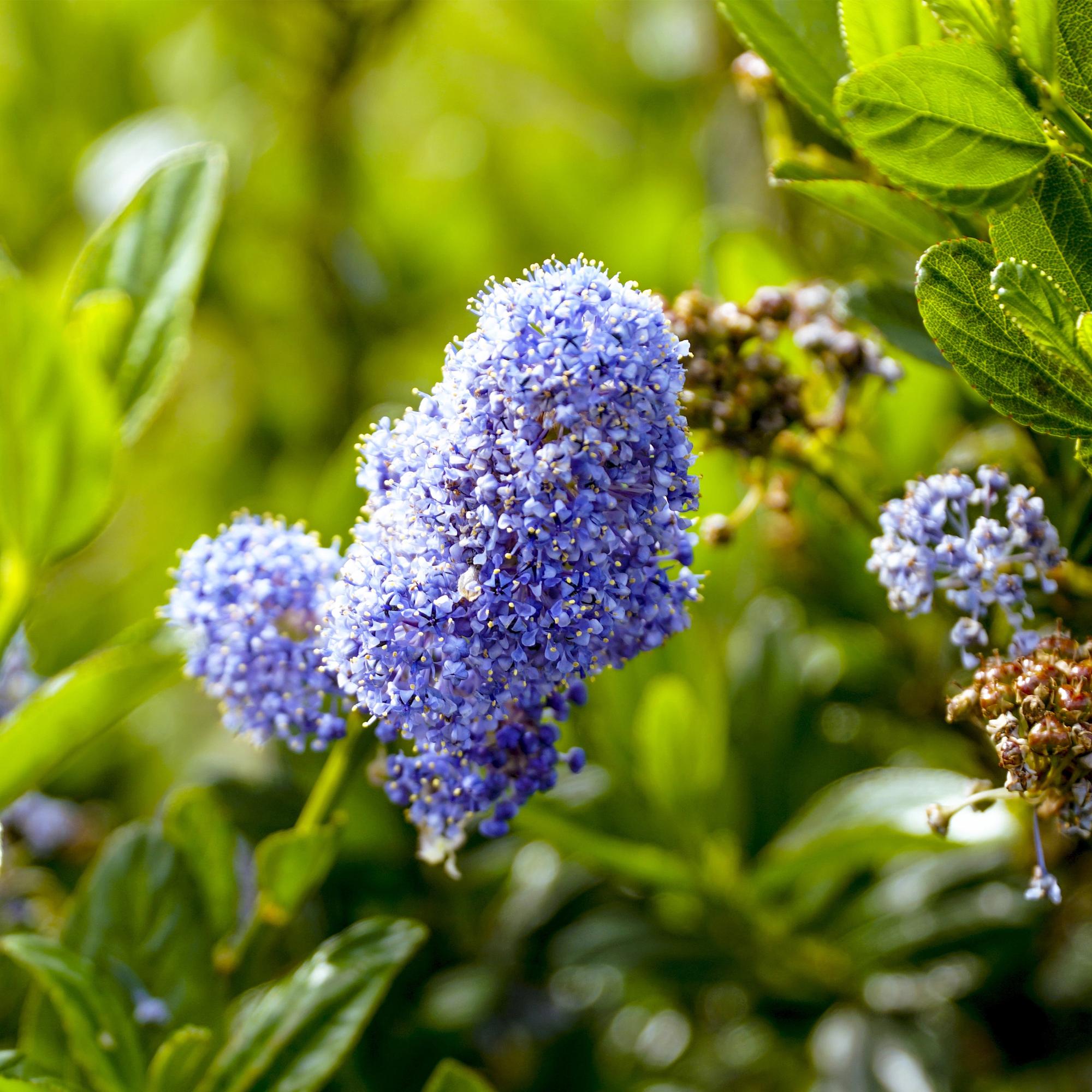 Kalifornischer Flieder – Ceanothus impressus 'Victoria' | 90 cm | Topfdurchmesser 19 cm