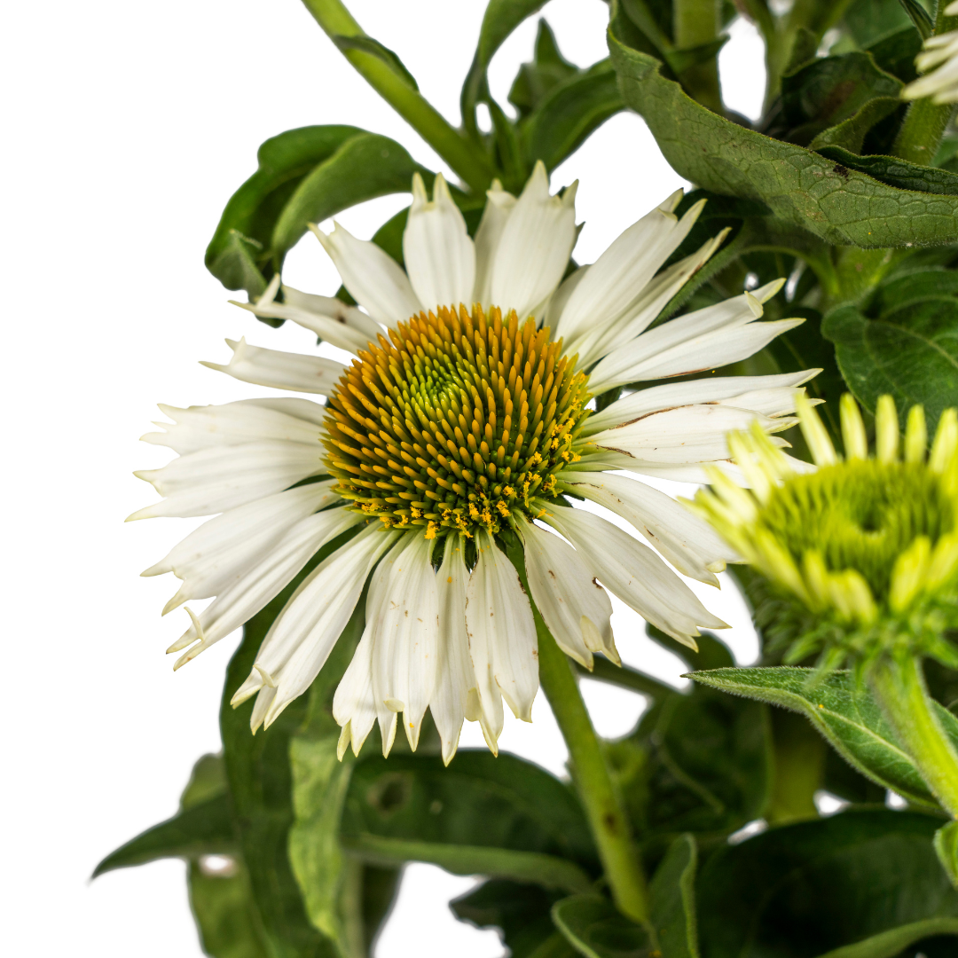 Purpur-Sonnenhut - Echinacea purpurea White | 60-70 cm | Ø19 cm