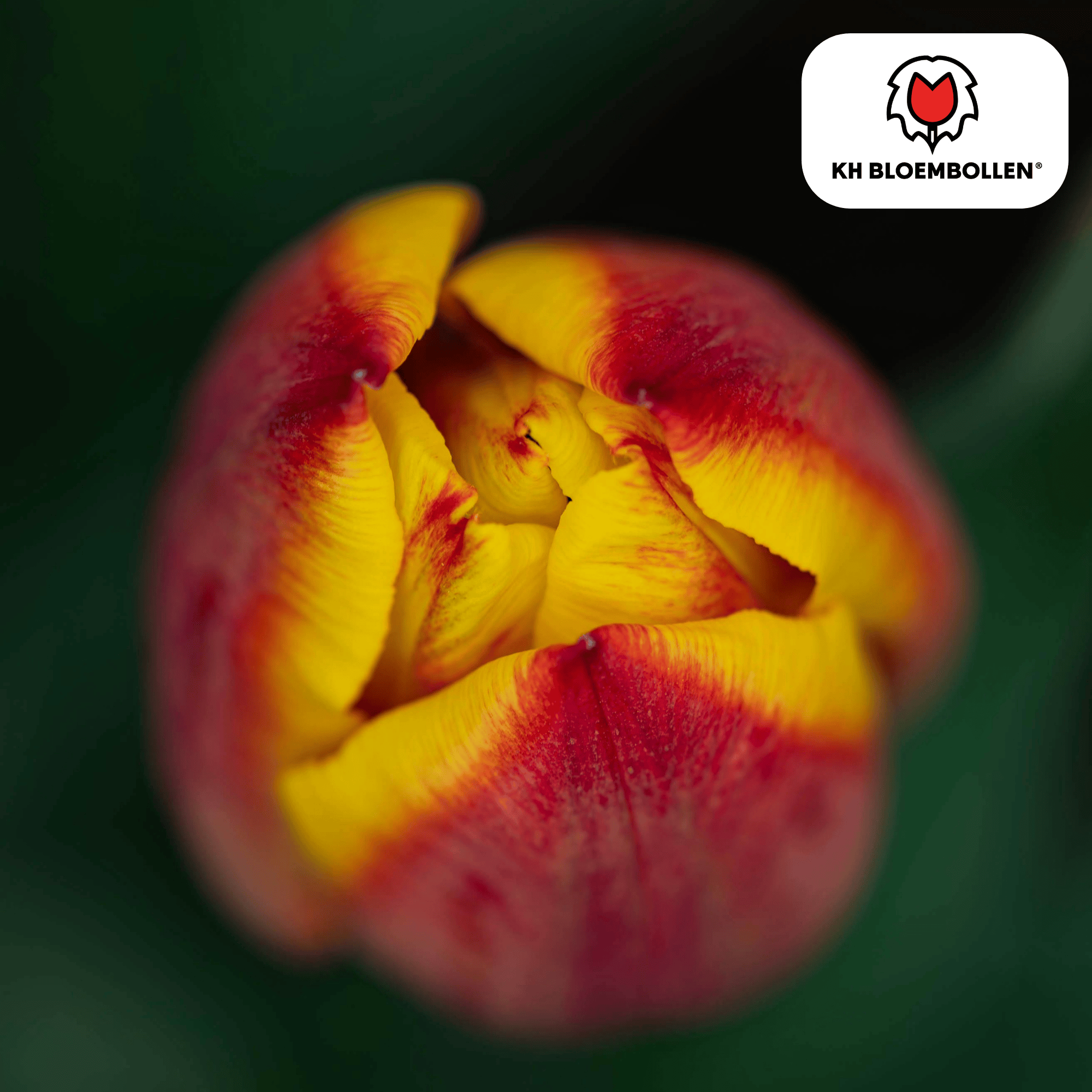 Tulpe Jan Seignette – Tulipa Jan Seignette | ca. 40–50 cm | 20 Zwiebeln Größe 11/12