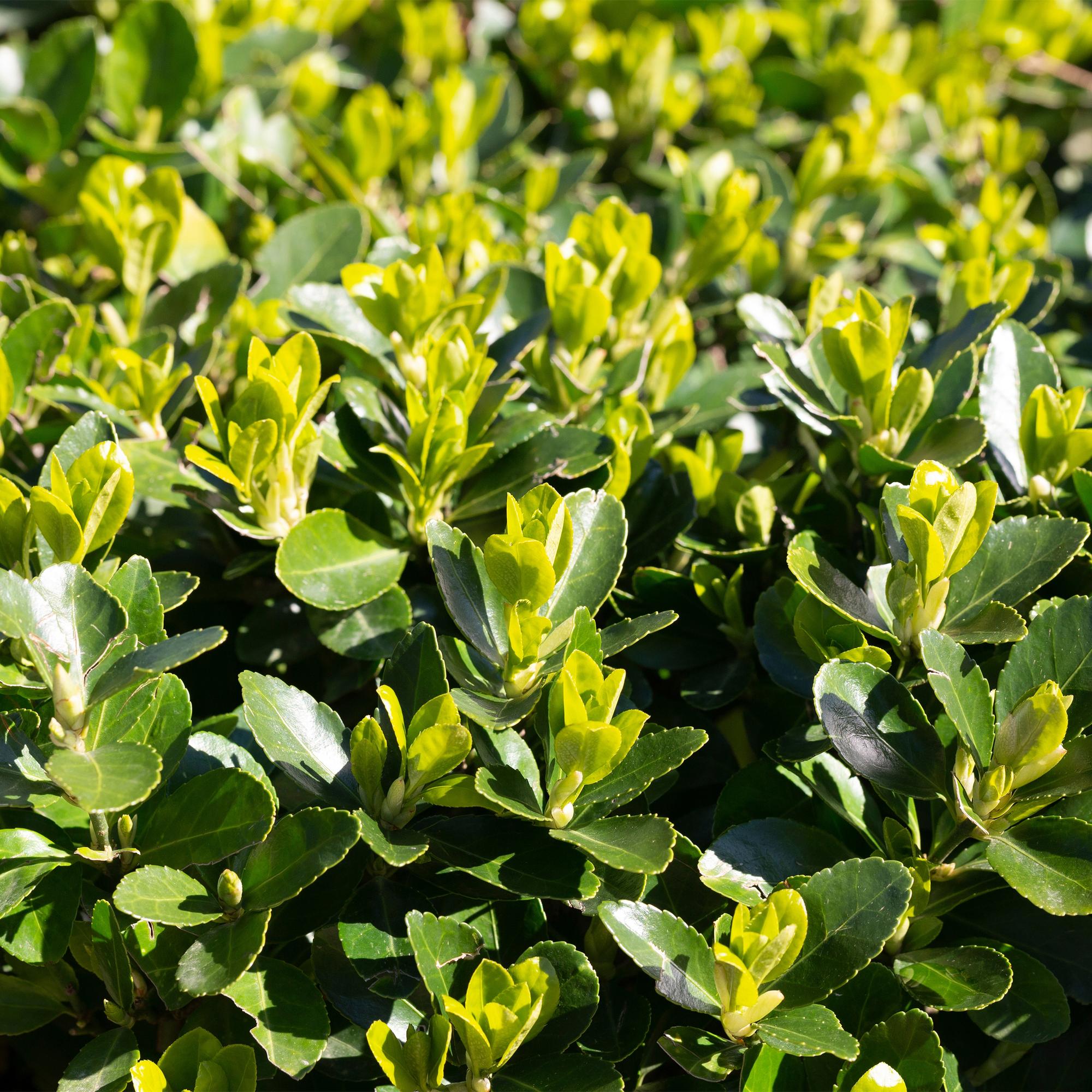 6x Japanischer Spindelstrauch - Euonymus japonica Green Spire | 6 Pflanzen - 1 laufender Meter | Topf 17cm - Höhe 40cm