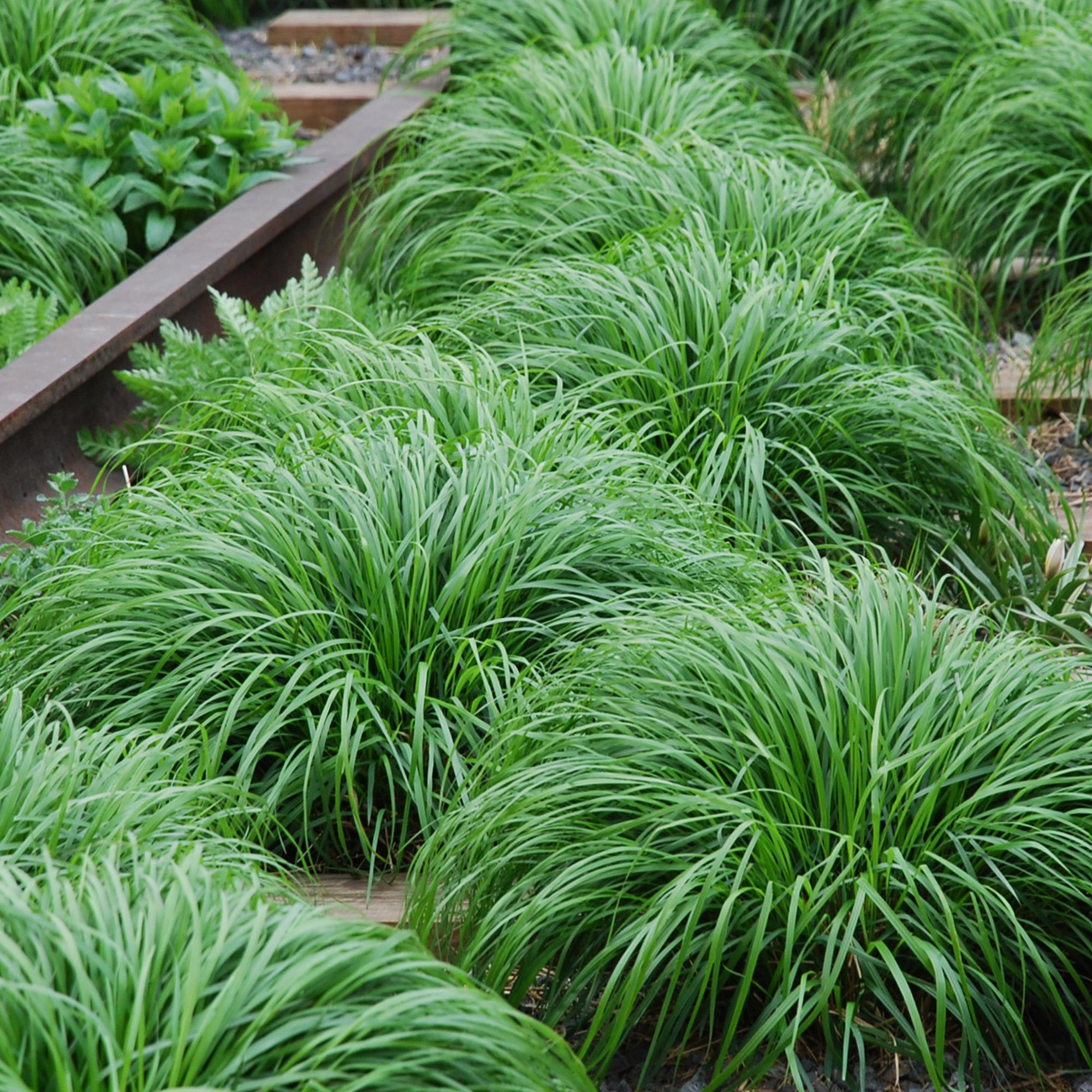 4x Japan-Segge - Carex oshimensis Intense Green | 50 cm | Ø17 cm