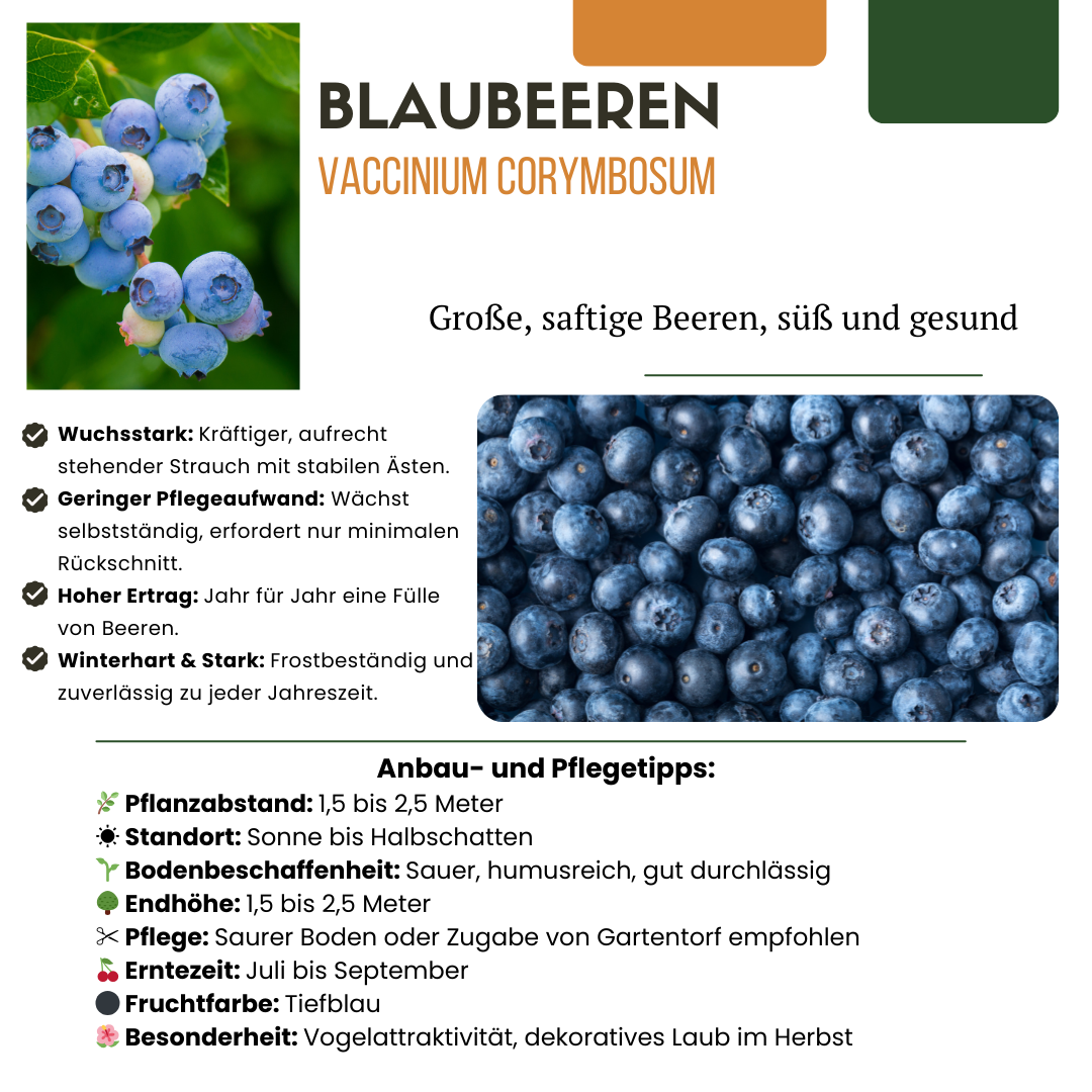 Bio-Blaubeerpflanzen Heidelbeeren – Vaccinium corymbosum | 20 cm | Topf Ø13 cm