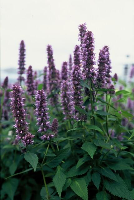 24x Duftnessel - Agastache 'Blue Fortune' | 10-25cm | Ø9cm