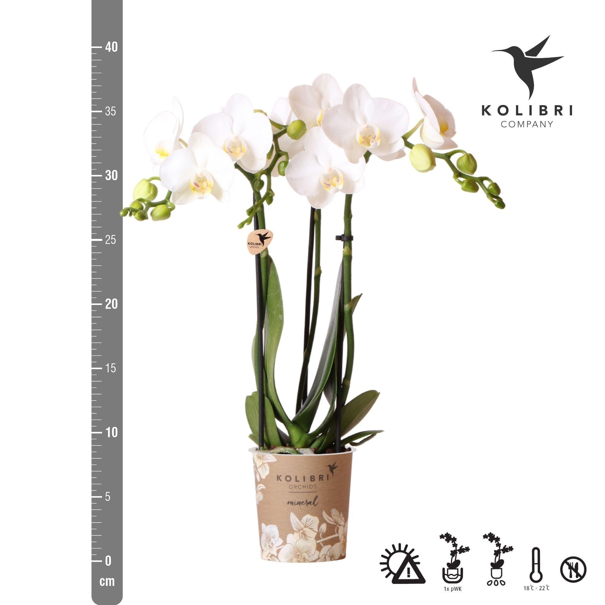Weiße Phalaenopsis-Orchidee - Amabilis - Topfgröße Ø9cm | blühende Zimmerpflanze - frisch vom Züchter