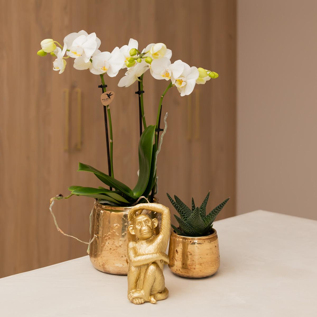 Weiße Phalaenopsis-Orchidee - Amabilis - Topfgröße Ø9cm | blühende Zimmerpflanze - frisch vom Züchter