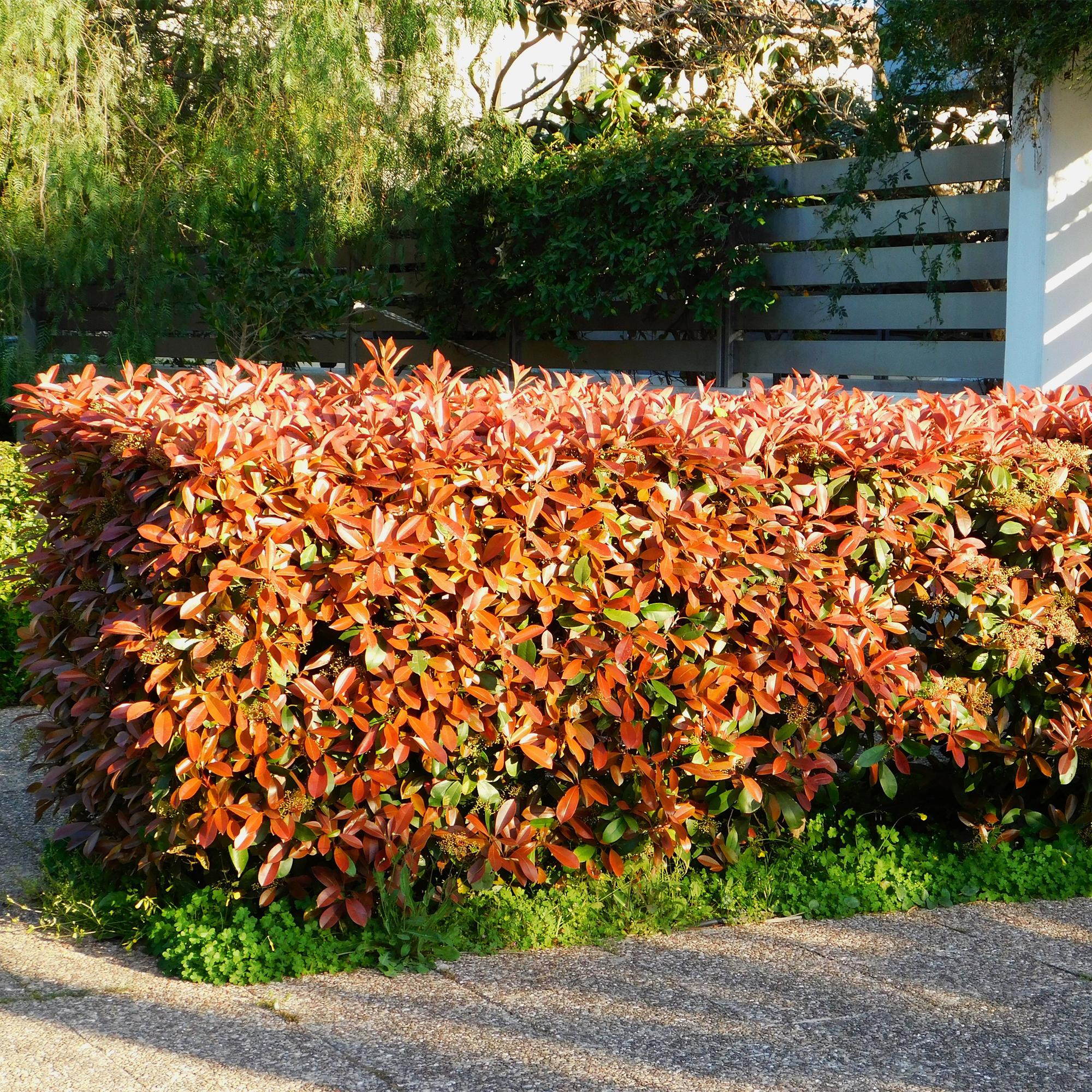 8x Rote Glanzmispel - Photnia fraseri Red Robin | 8 Pflanzen - 1 laufender Meter | Topf 9cm - Höhe 30-35cm
