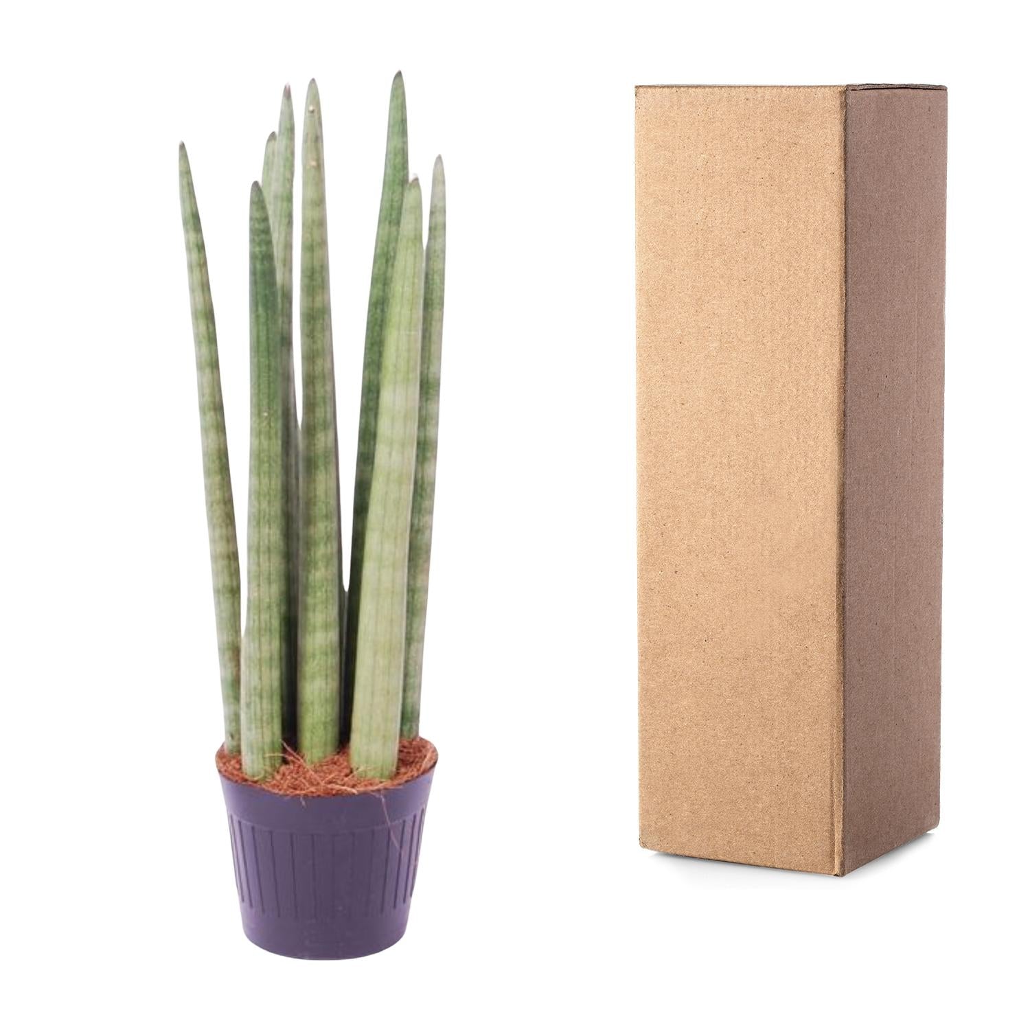 Schlangenpflanze - Sansevieria cylindrica 'Spaghetti' | 40 cm | Ø10,5cm