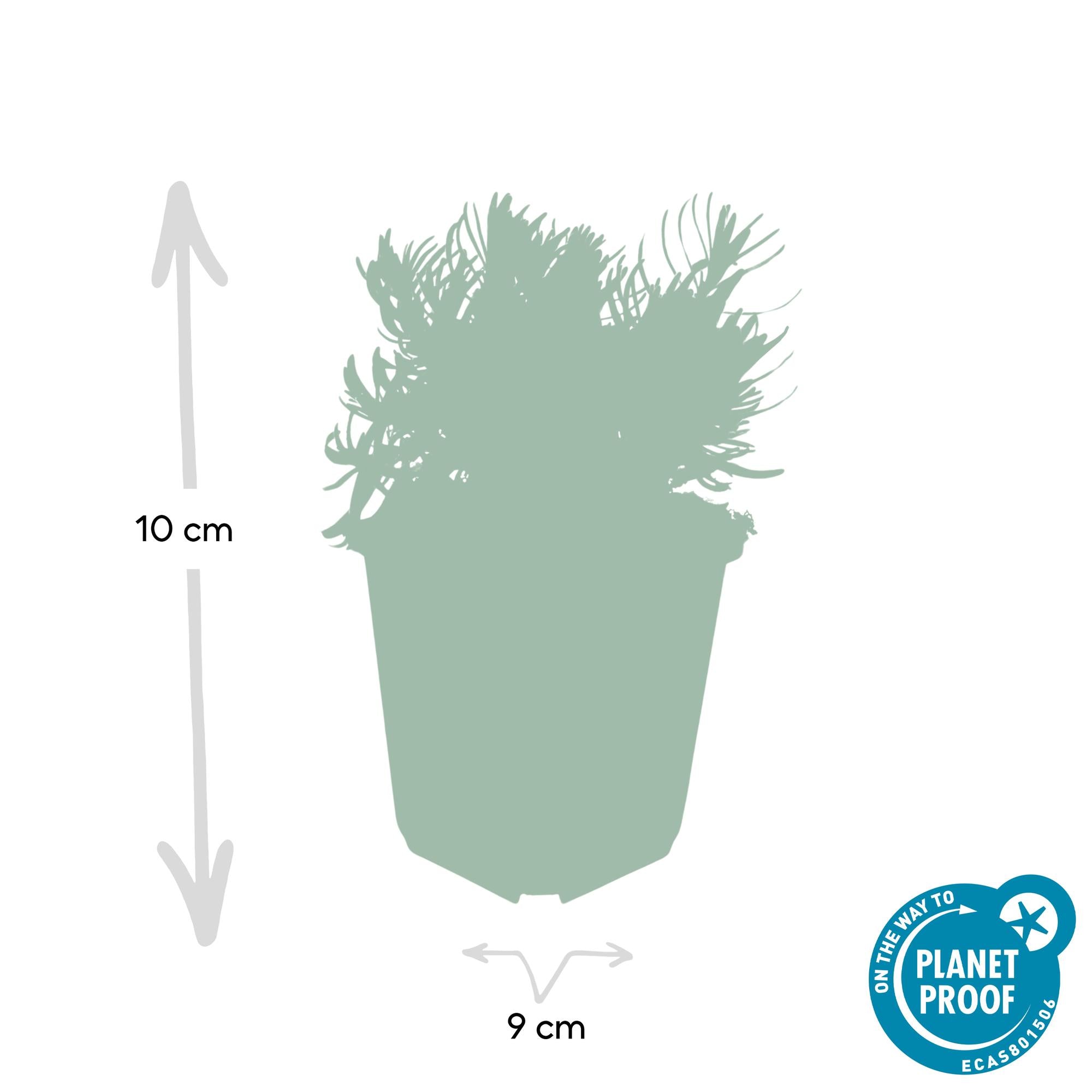 48x Lavendel - Lavandula 'Hidcote' | 10-25cm | Ø9cm