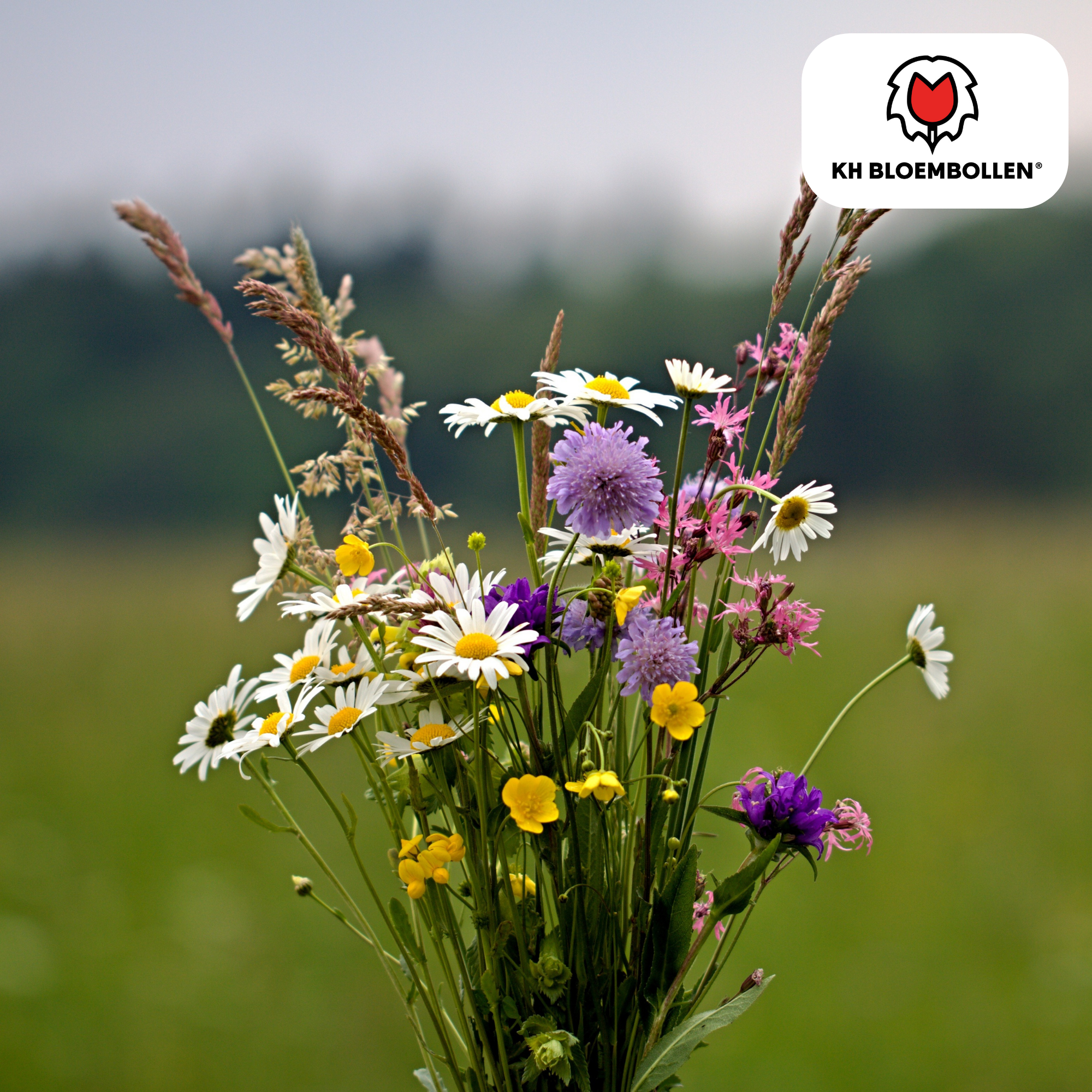 Wildblumen-Saatgutmischung – 100 g | Für Bienen, Schmetterlinge & Biodiversität | ca. 30–50 m²
