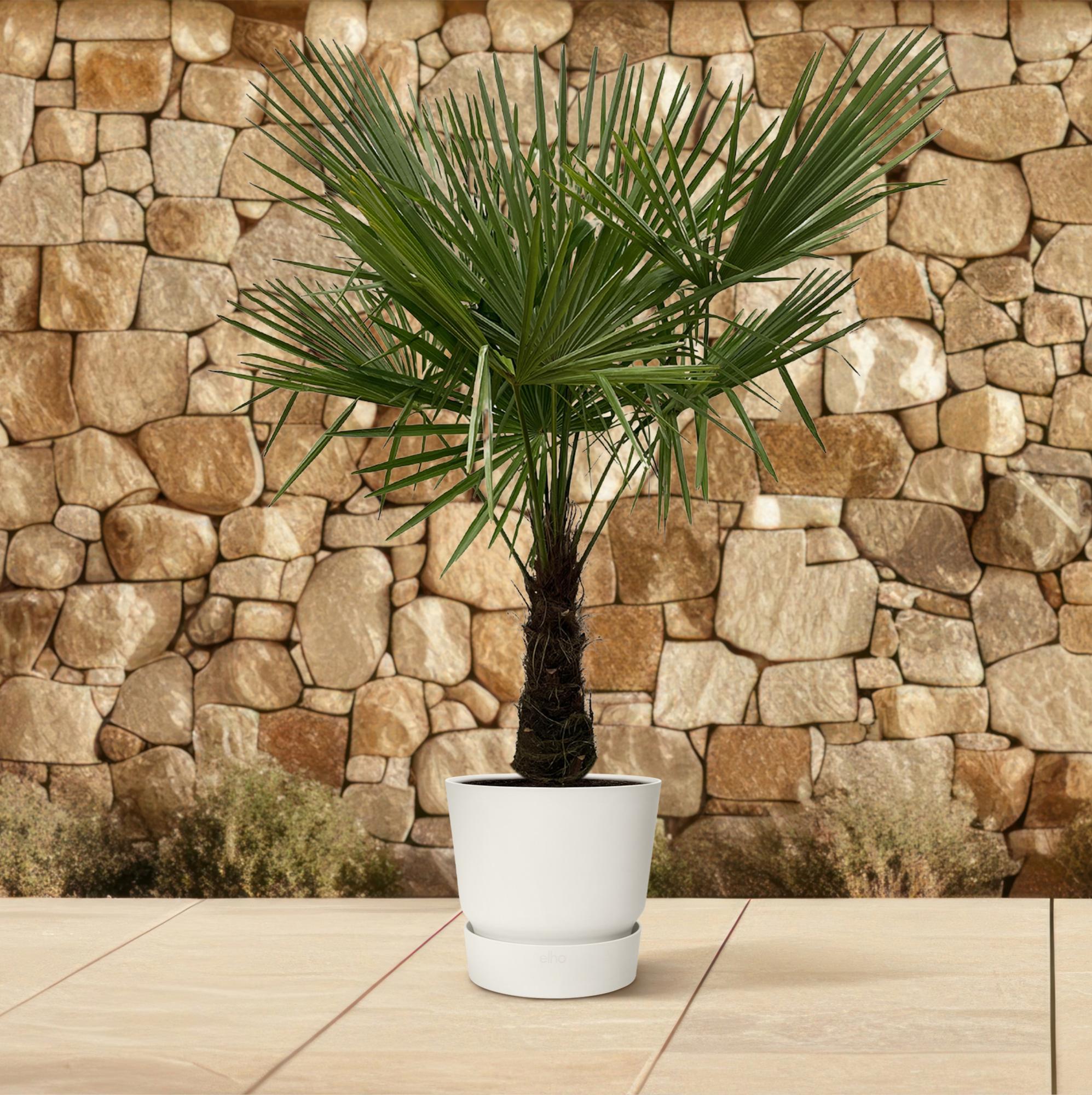 Chinesische Hanfpalme - Trachycarpus | 180cm | Ø30 cm