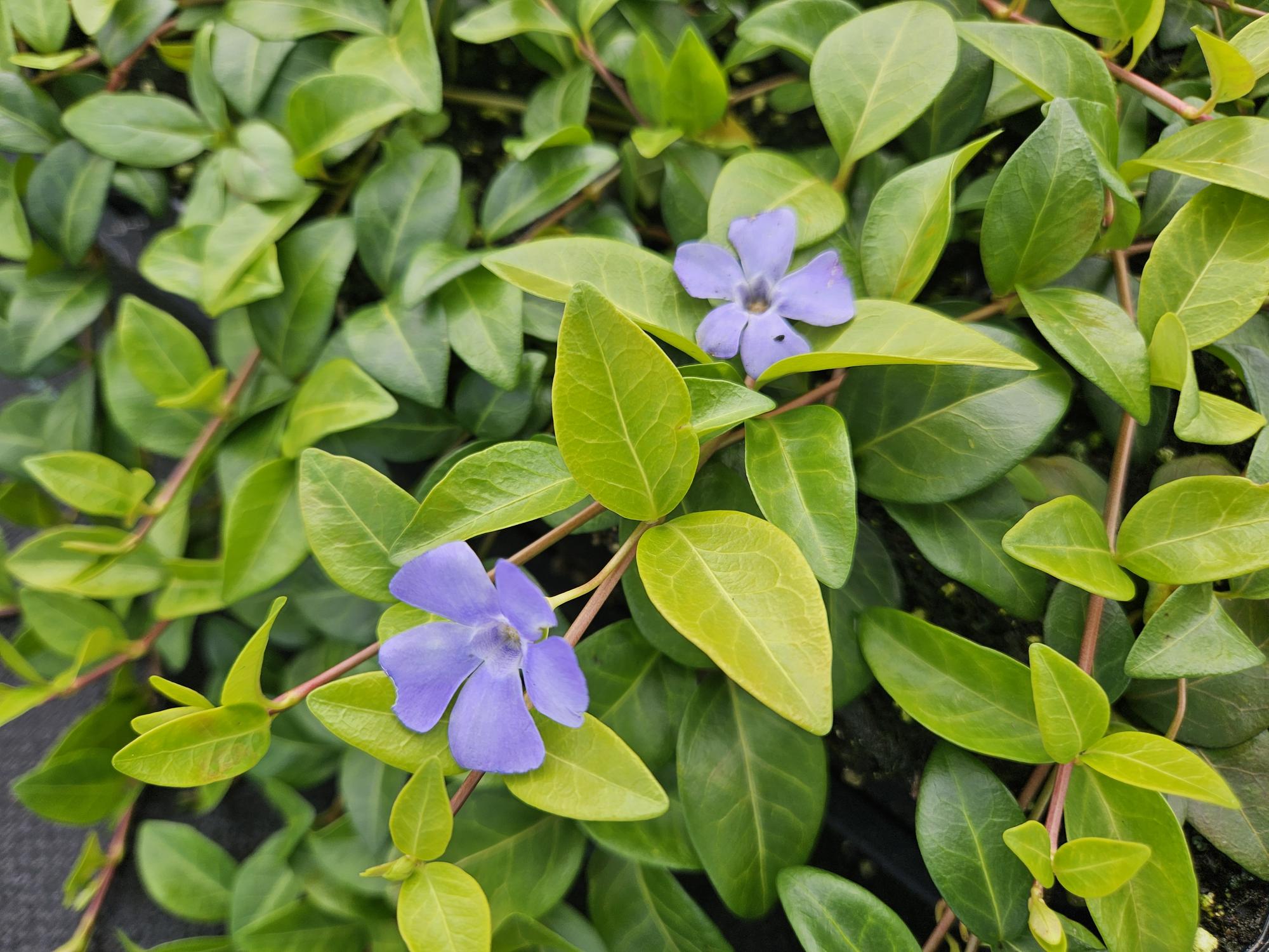 24x Kleinblütiges Immergrün - Vinca minor 'La Grave' | 10-25 cm | Ø9 cm
