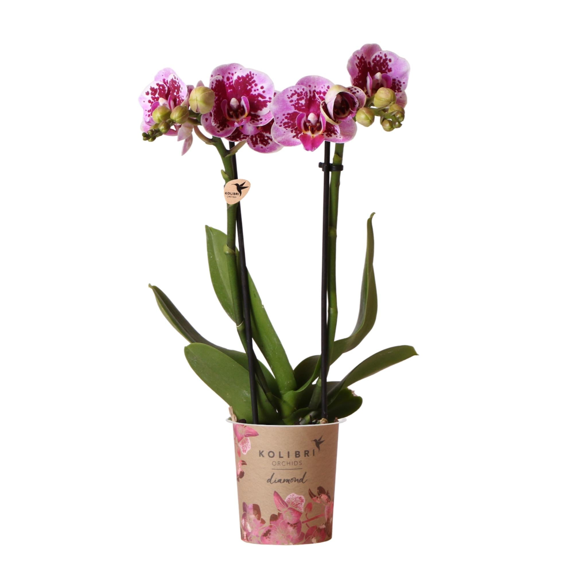 Rosa lila Phalaenopsis Orchidee - El Salvador - Topfgröße Ø9cm | blühende Zimmerpflanze - frisch vom Züchter