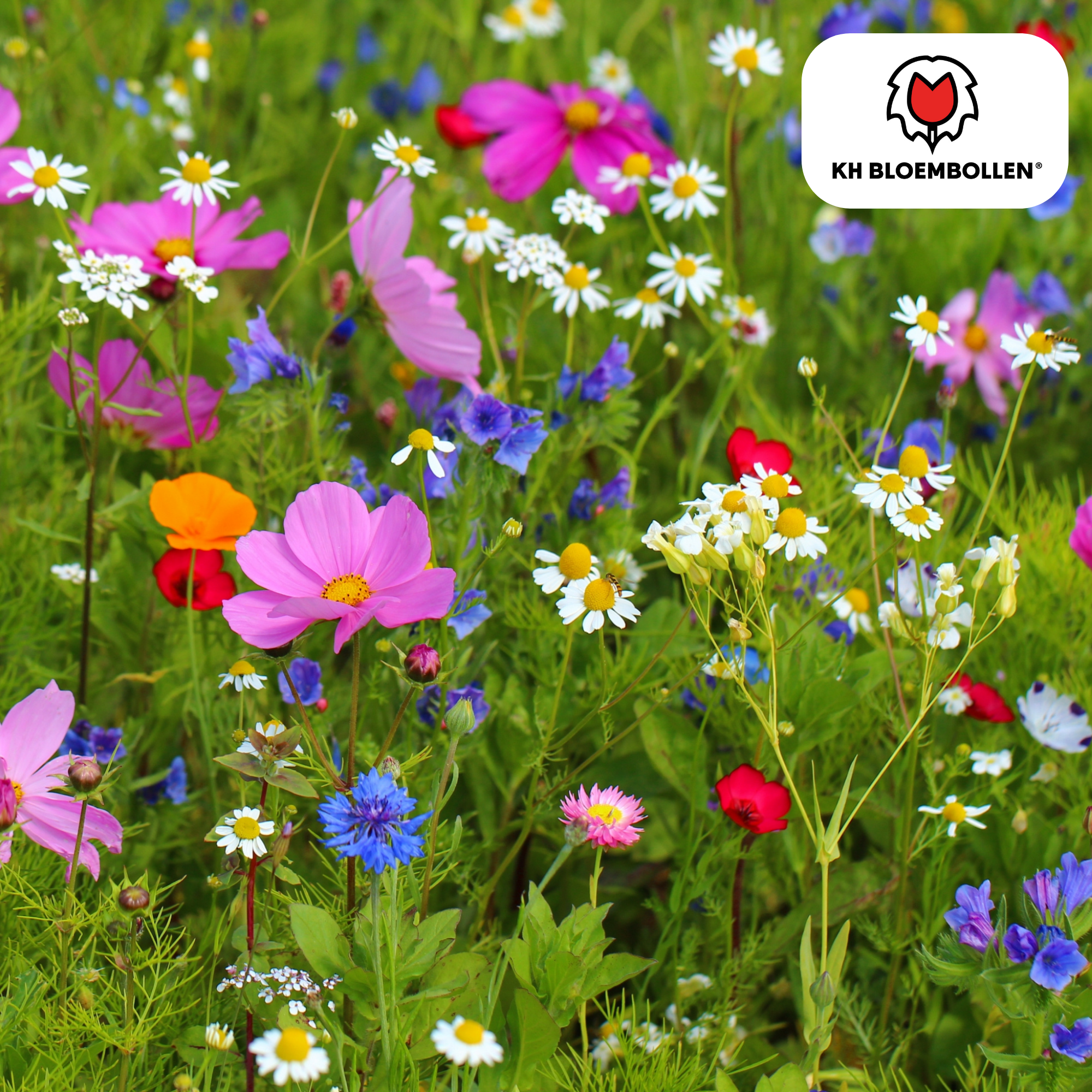 Wildblumen-Saatgutmischung – 100 g | Für Bienen, Schmetterlinge & Biodiversität | ca. 30–50 m²