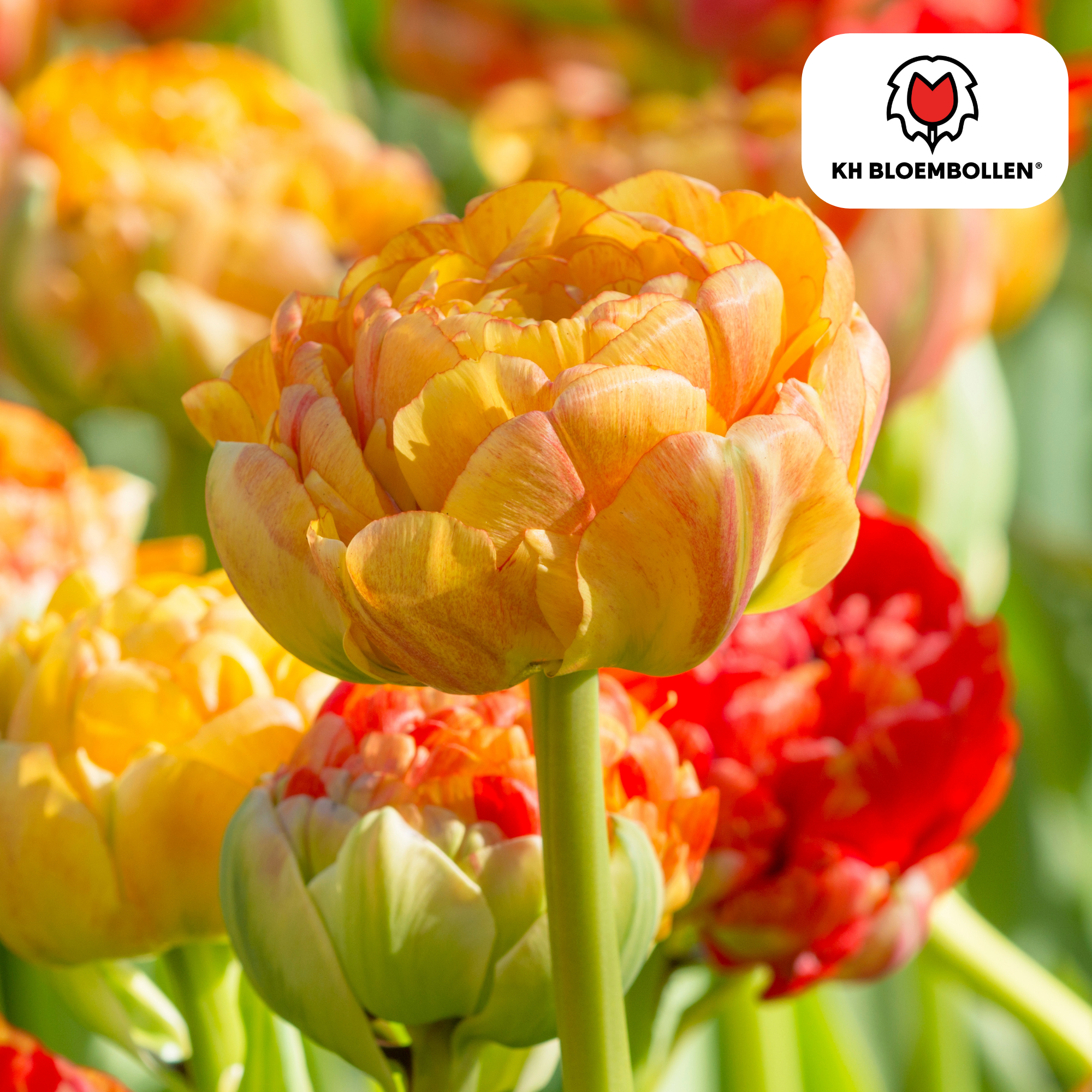 Tulpenzwiebeln Gudoshnik Double – 20 Stück | Größe 11/12