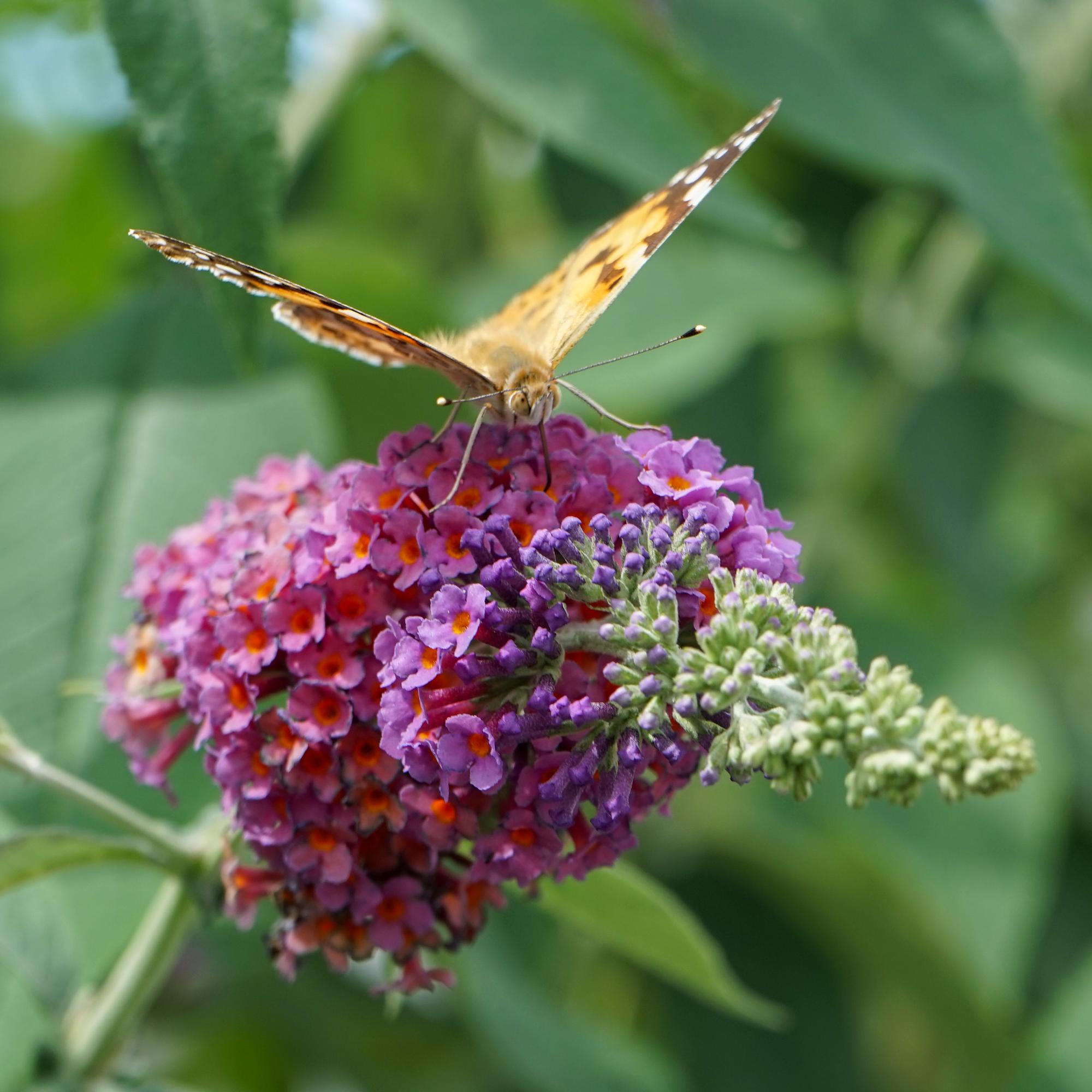 Sommerflieder - Schmetterlingsstrauch - Buddleja davidii Flower Power | Topf 17cm Höhe 30cm