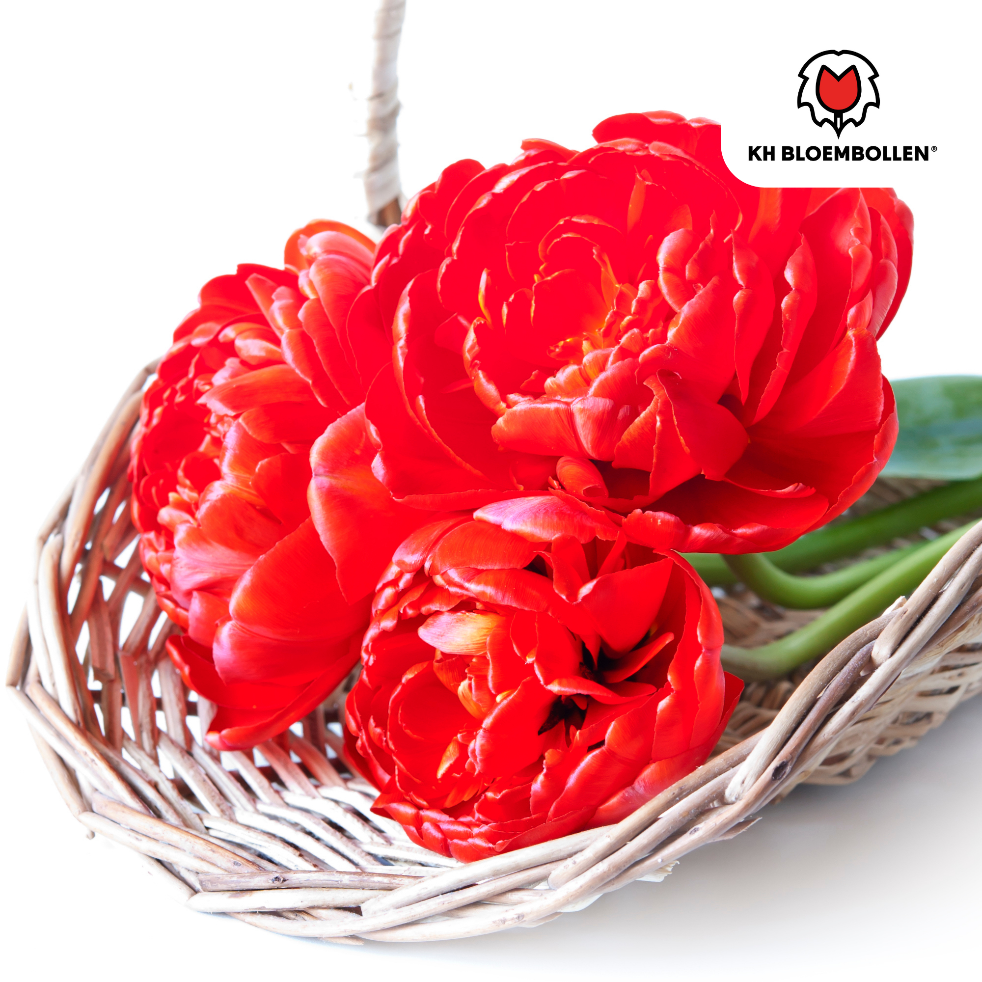 Tulpenzwiebeln – Bombastic Red | 20 Stück | Zwiebelgröße 11/12