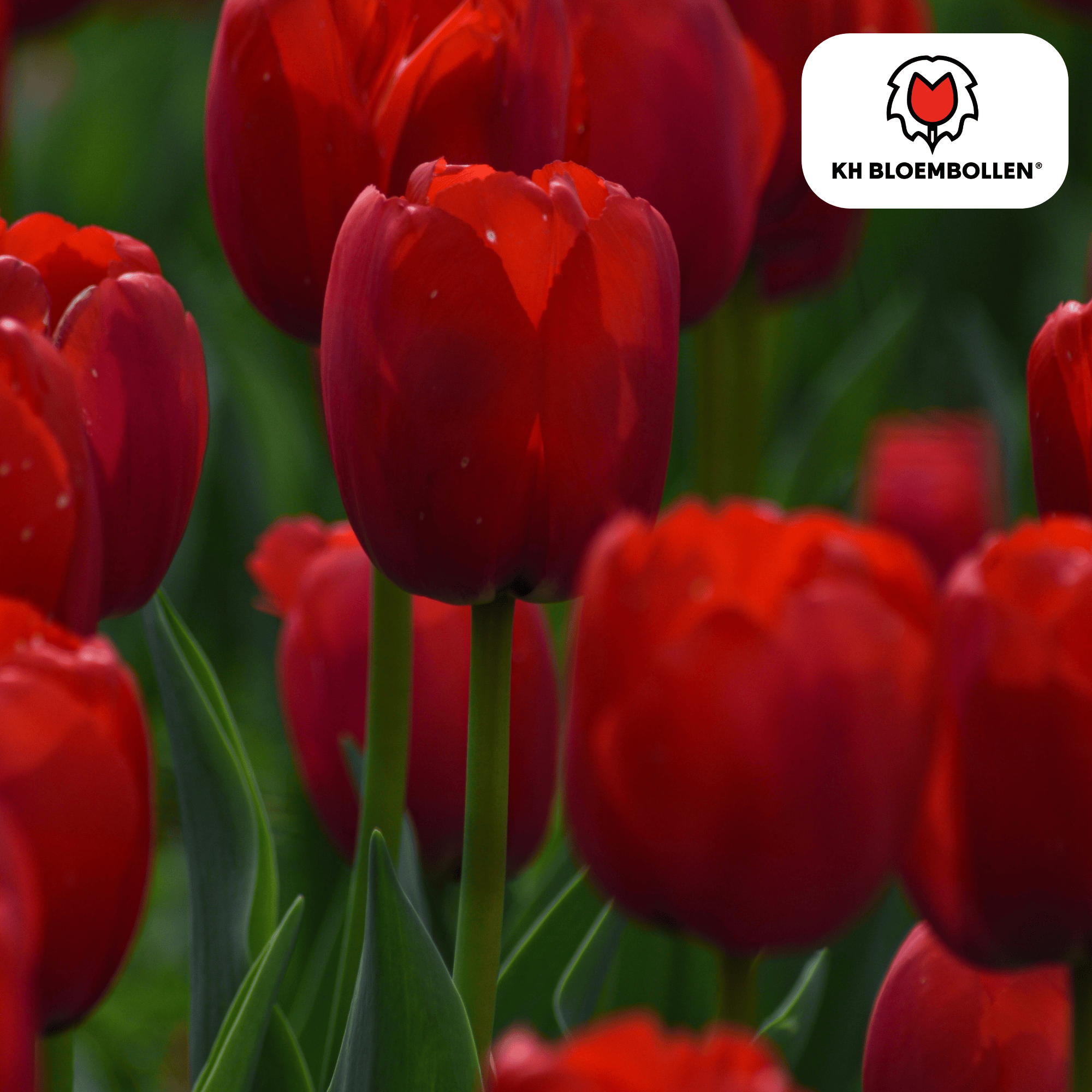 Tulpe Seadov – Tulipa Seadov | ca. 45–50 cm | 20 Zwiebeln Größe 11/12