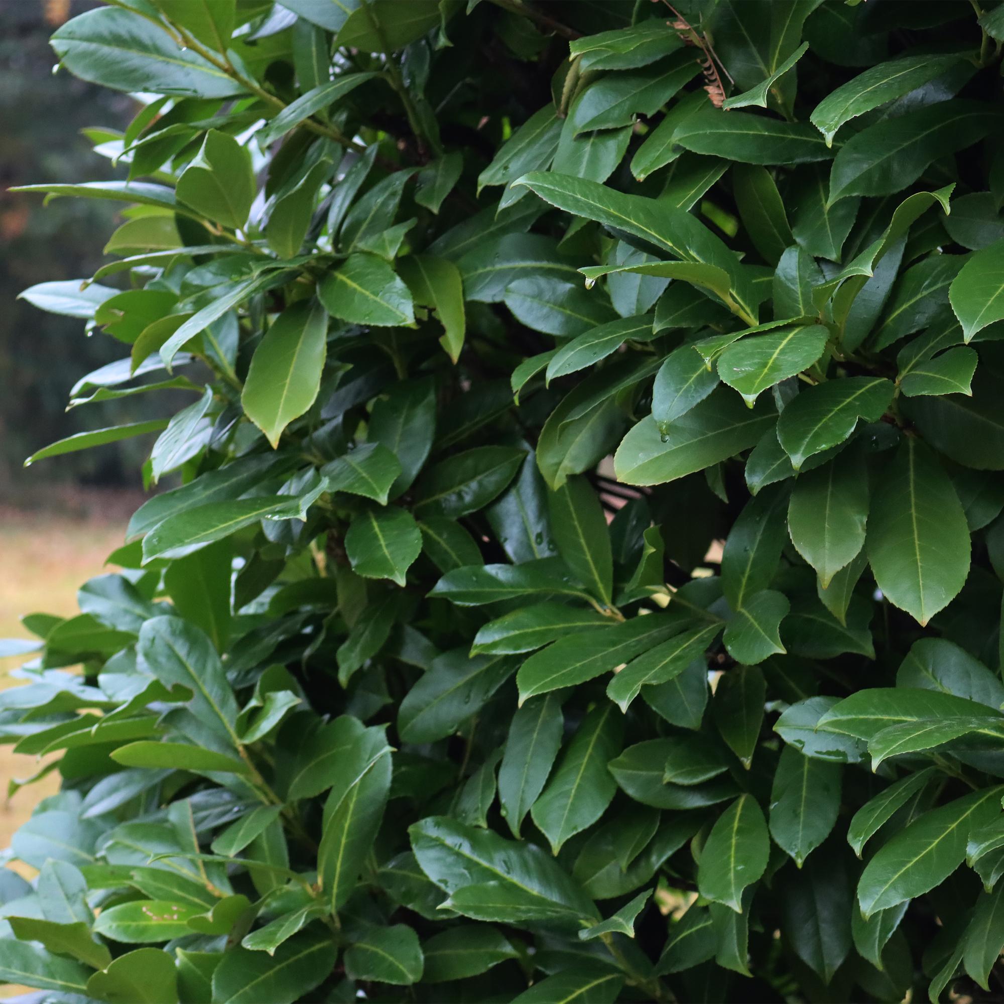 8x Kaukasischer Kirschlorbeer - Prunus laurocerasus Caucasica | 8 Pflanzen - 1 laufenden Meter | Topf 9cm Höhe - 30-35cm