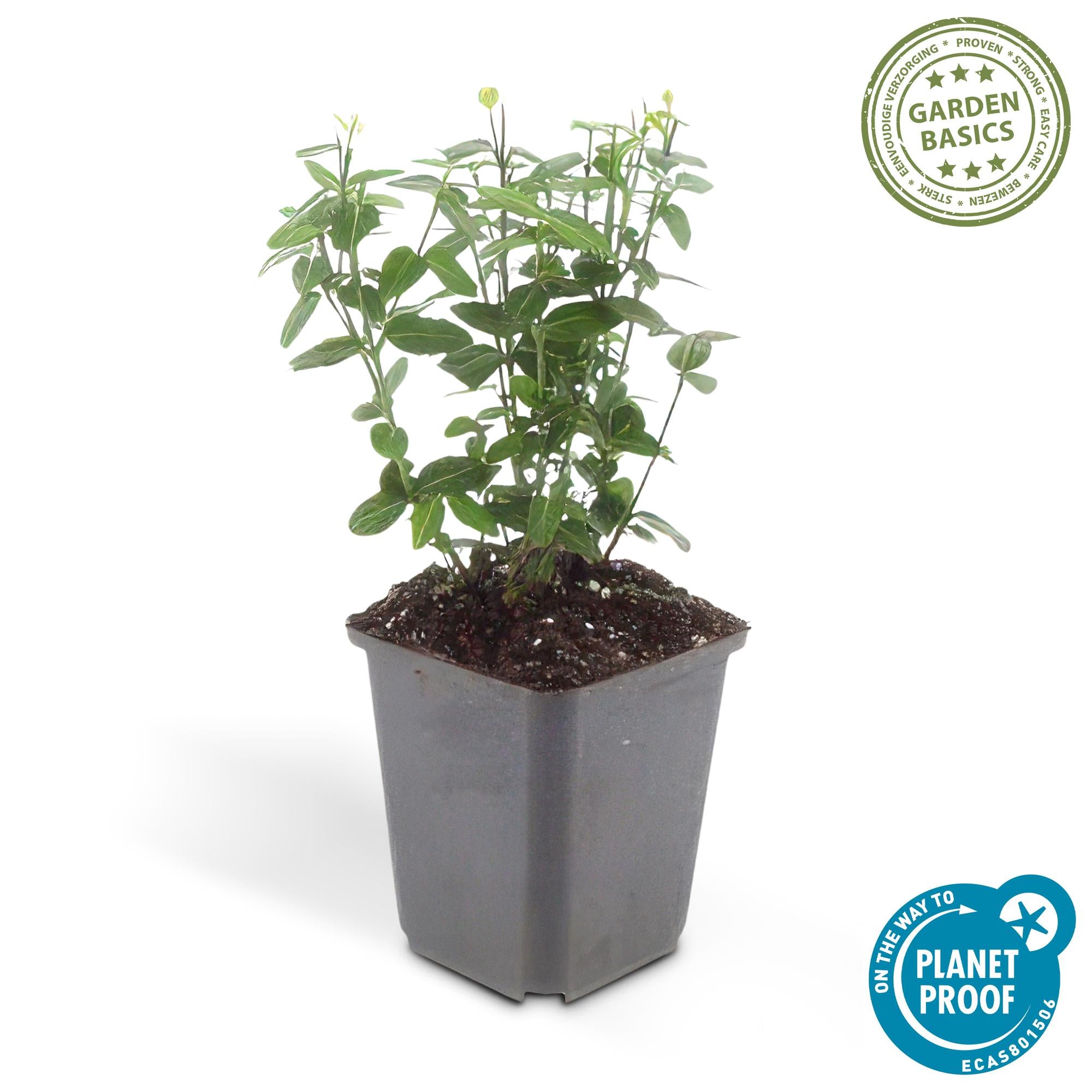 24x Rankender Spindelstrauch - Euonymus fortunei radicans | 10-25cm | Ø9cm