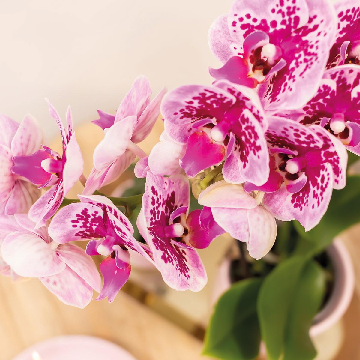 Rosa lila Phalaenopsis Orchidee - El Salvador - Topfgröße Ø9cm | blühende Zimmerpflanze - frisch vom Züchter
