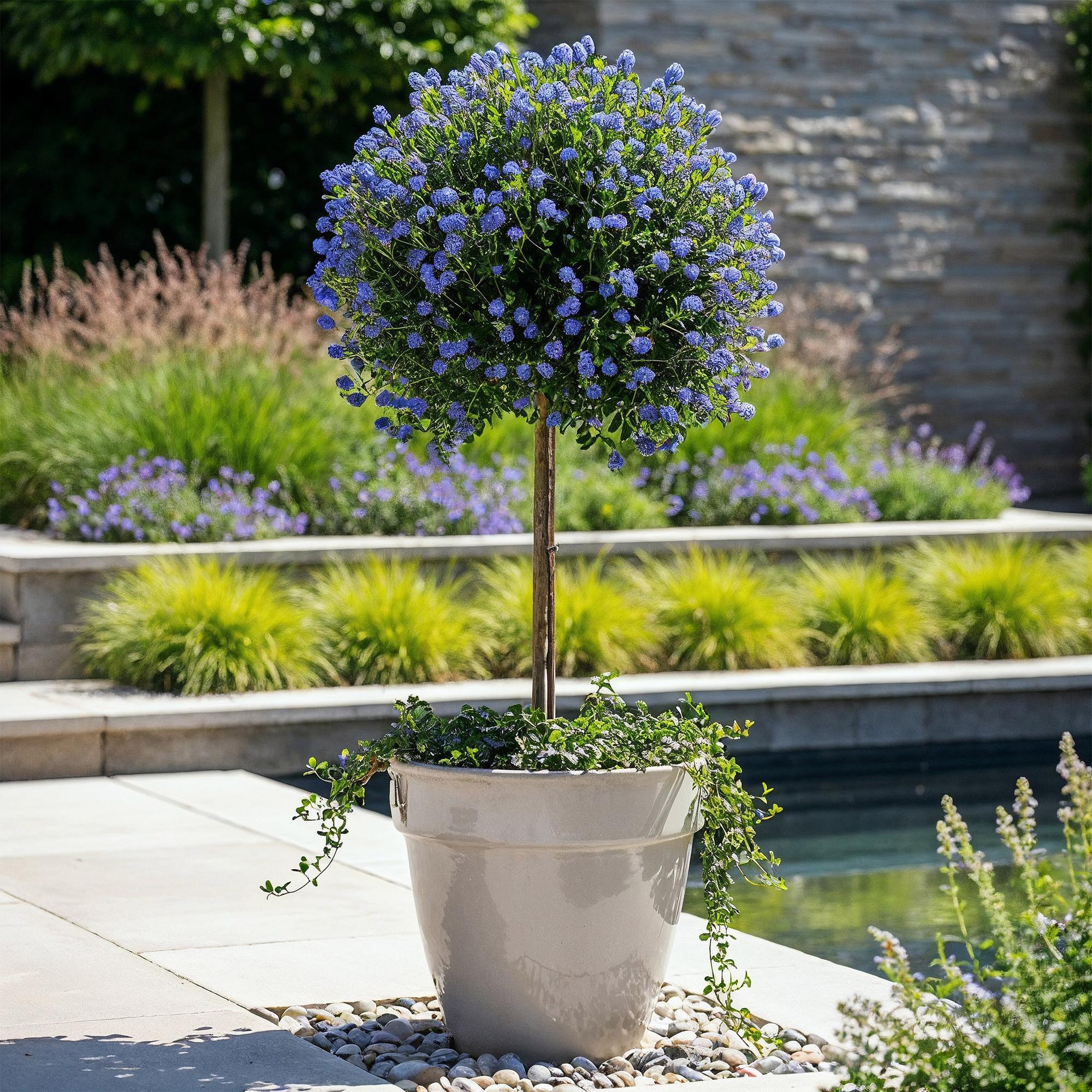 Kalifornischer Flieder – Ceanothus impressus 'Victoria' | 90 cm | Topfdurchmesser 19 cm