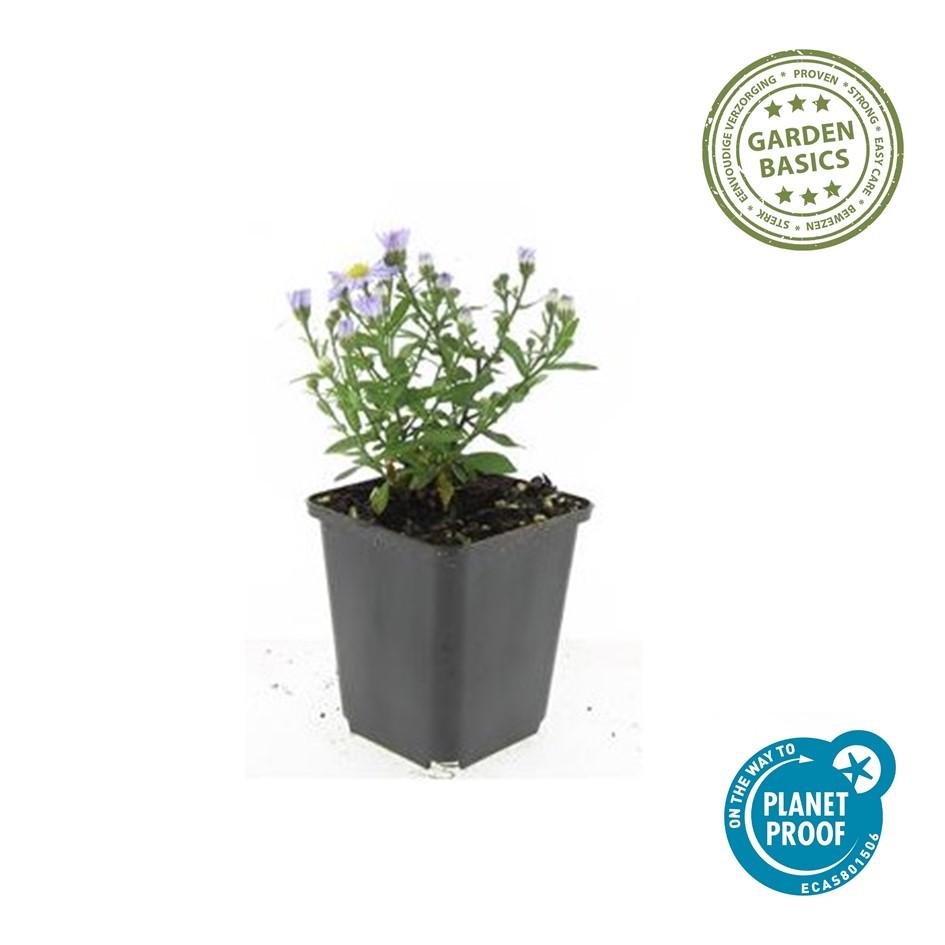 24x Herbstaster - Aster 'Prof. Anton Kippenberg' | 10-25cm | Ø9cm
