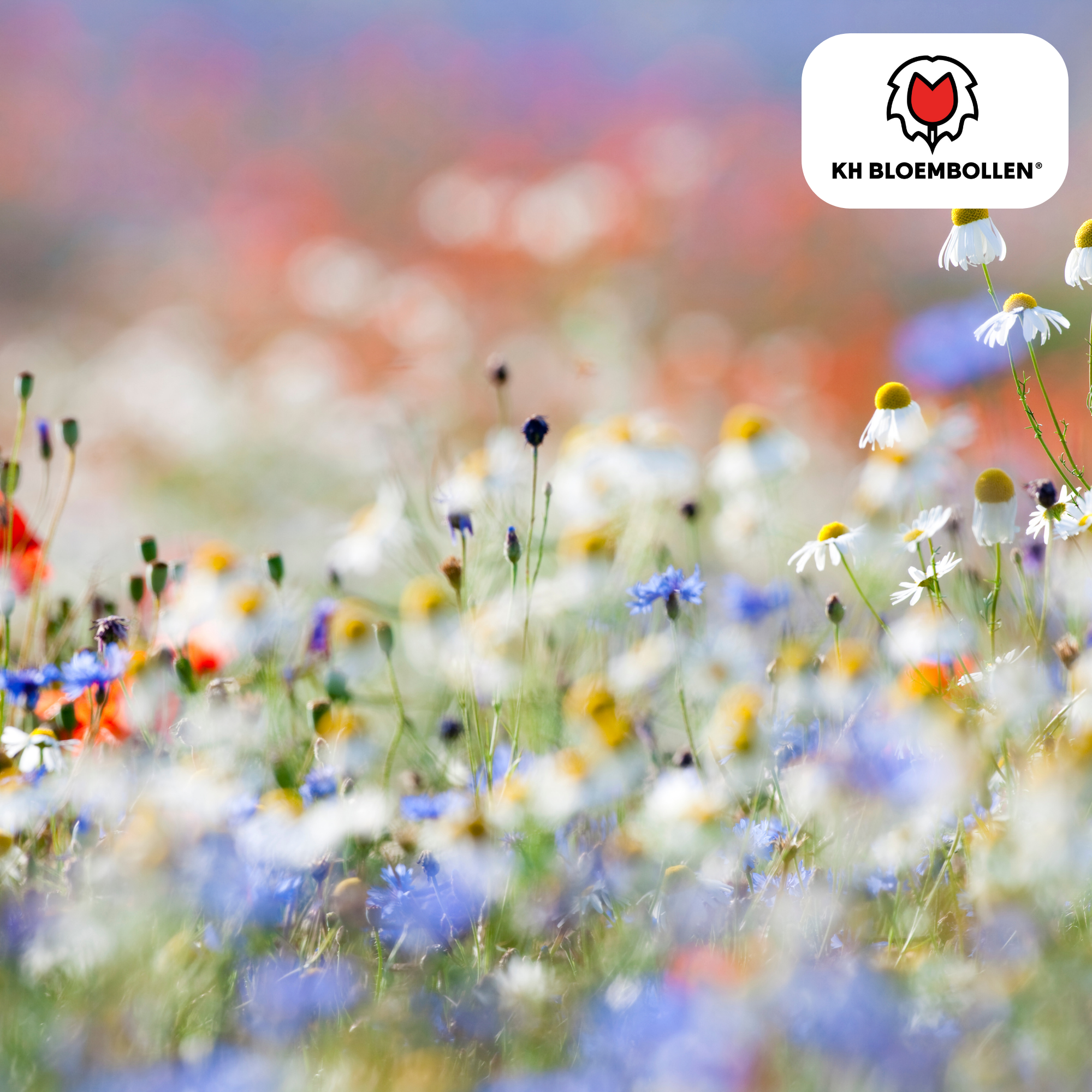 Wildblumen-Saatgutmischung – 100 g | Für Bienen, Schmetterlinge & Biodiversität | ca. 30–50 m²