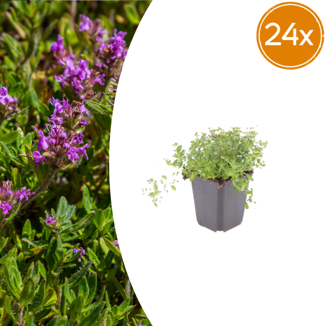 24x Sand-Thymian - Thymus serpyllum | 10-25 cm | Ø9 cm