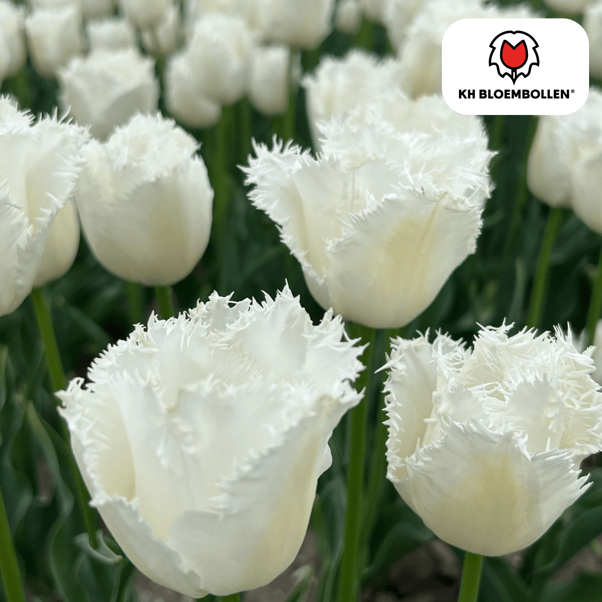 Tulpenzwiebeln – Honeymoon | 20 Stück | Zwiebelgröße 11/12