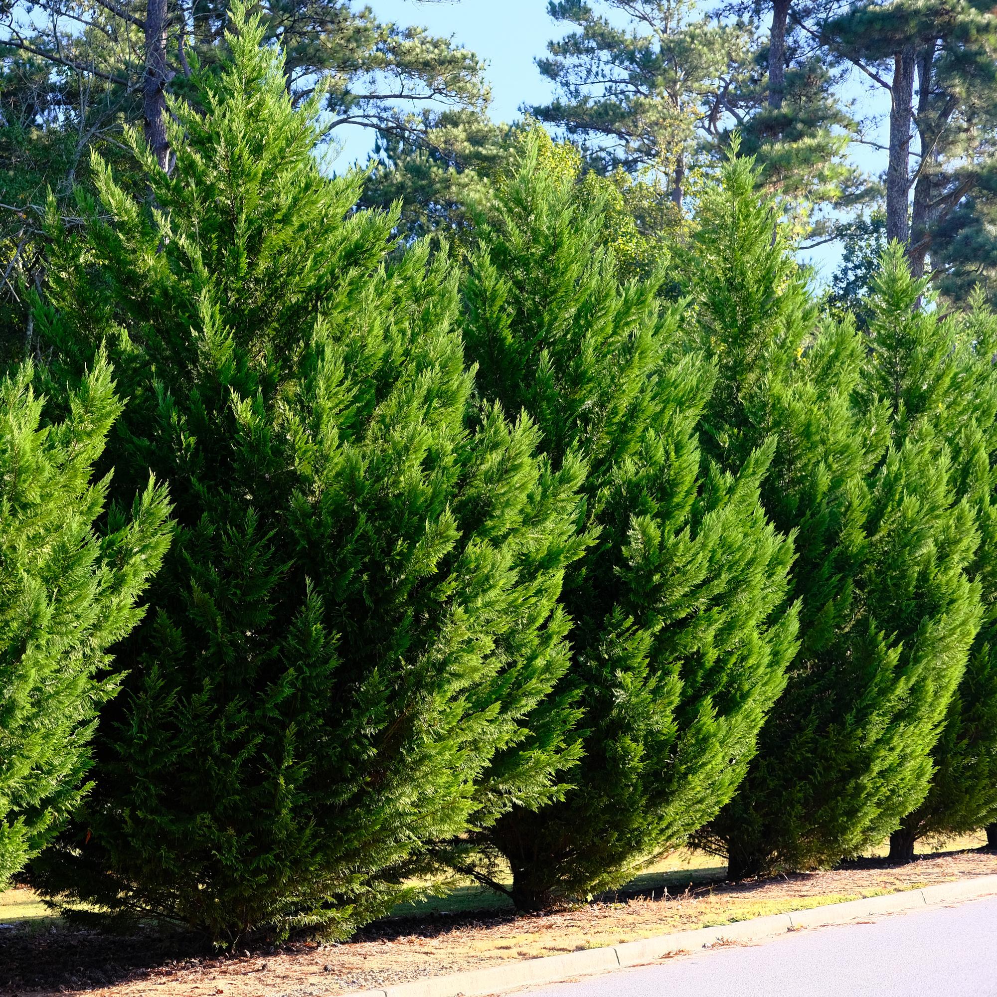 8x Leyland-Zypresse - Cupressocyparis leylandii | 8 Pflanzen - 1 laufender Meter | Topf 9cm - Höhe 35-40cm