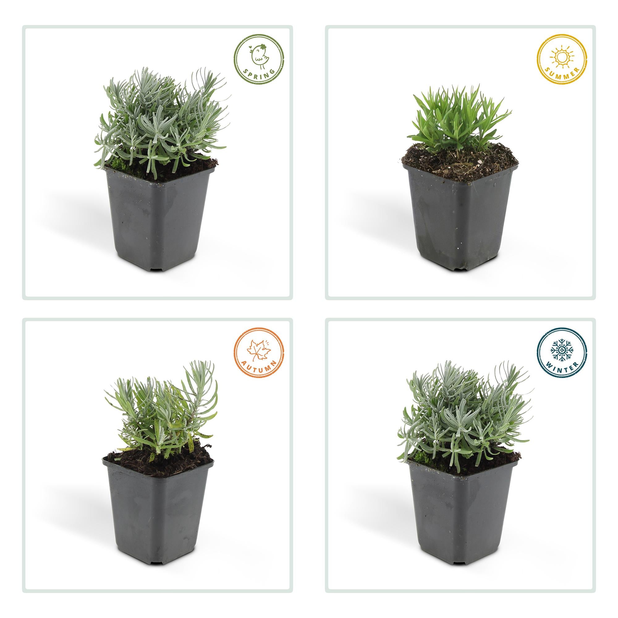 48x Lavendel - Lavandula 'Hidcote' | 10-25cm | Ø9cm
