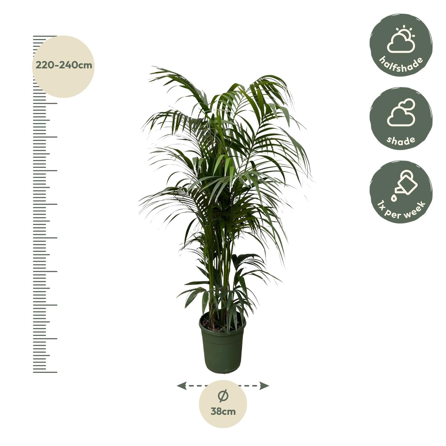 Kentiapalme – Howea Forsteriana | 220 cm | Ø38 cm