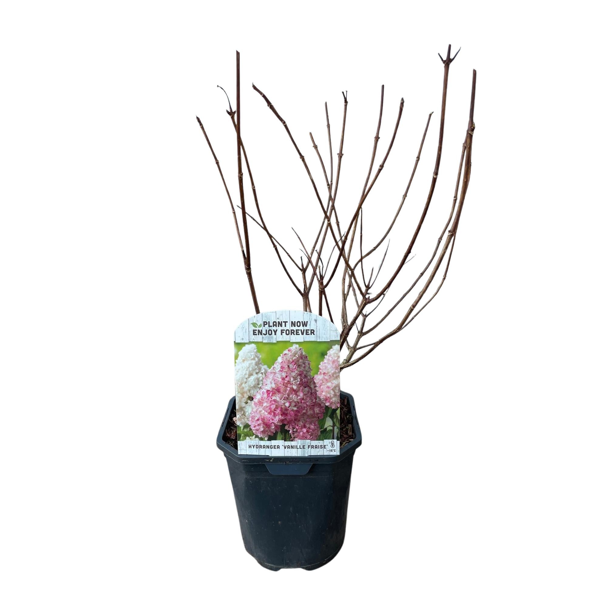 Rispenhortensie 'Vanille Fraise' - Hydrangea panniculata Vanille Fraise | Topf 17cm Höhe 50cm