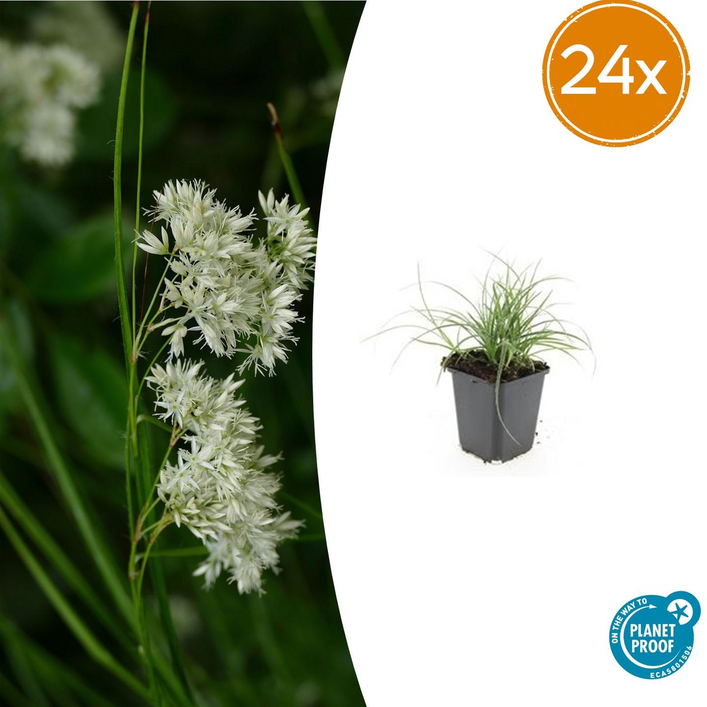 24x Schneeschwingel - Luzula nivea | 10-25cm | Ø9cm
