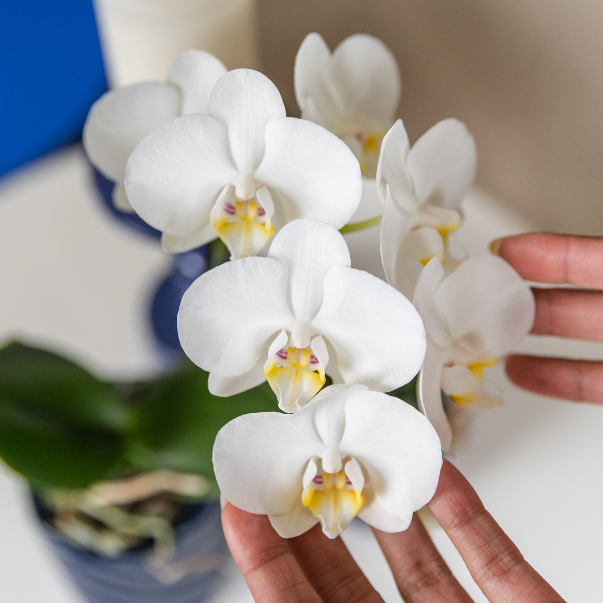Weiße Phalaenopsis-Orchidee - Amabilis - Topfgröße Ø9cm | blühende Zimmerpflanze - frisch vom Züchter