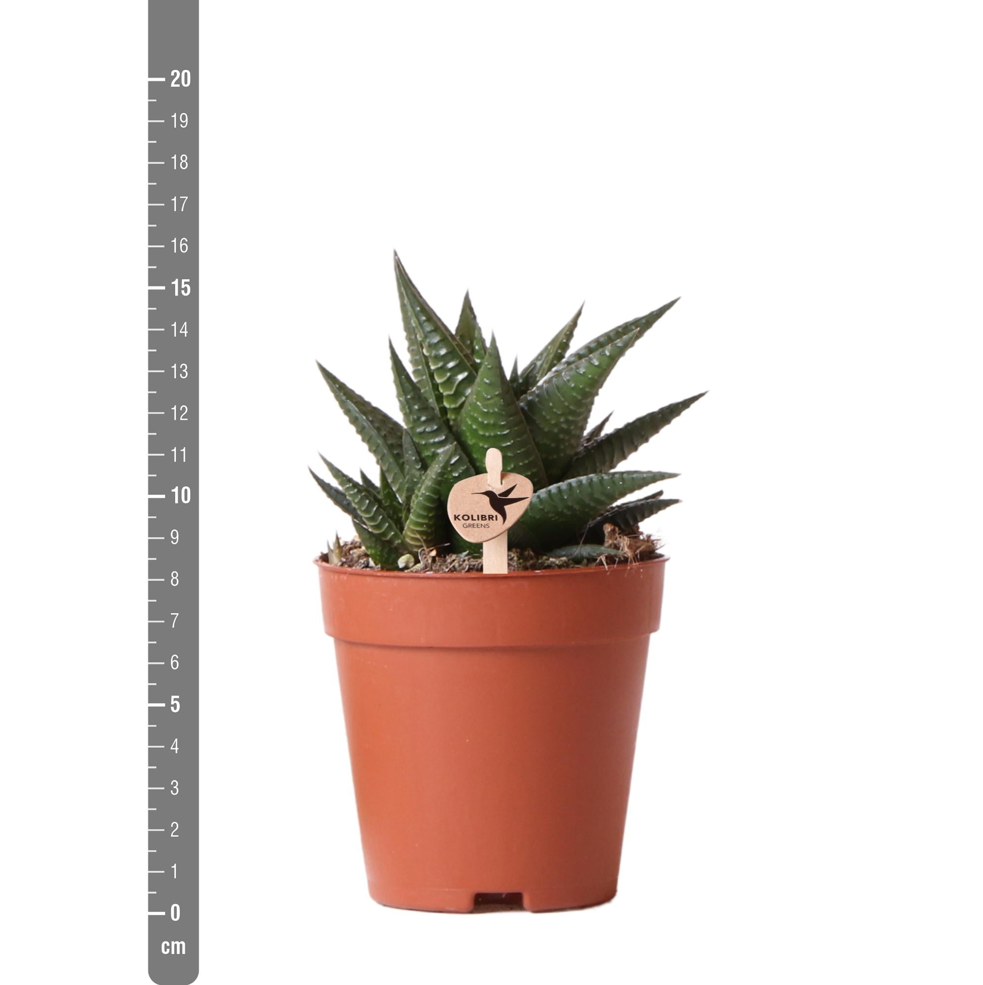 Sukkulente Haworthia Limifolia | Ø9 cm