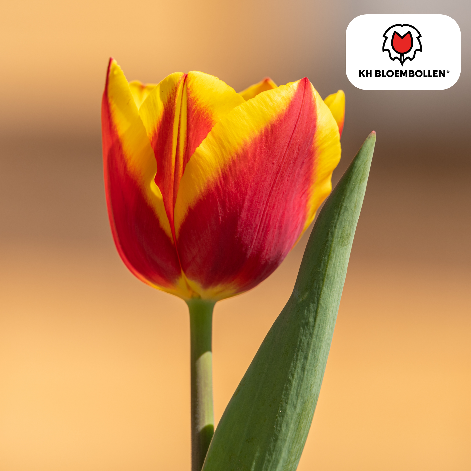Tulpe Dow Jones – Tulipa Dow Jones | ca. 45–55 cm | 20 Zwiebeln Größe 11/12