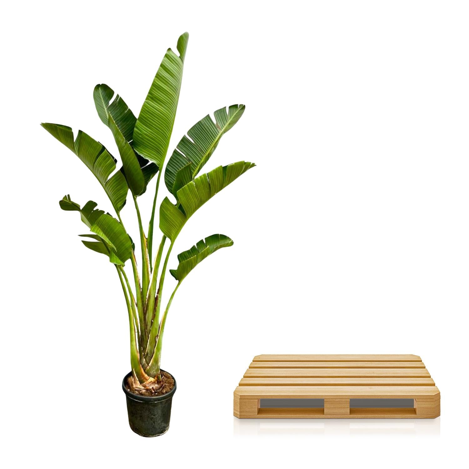 Strelitzia Augusta - Weiße Paradiesvogelblume XXL | 250 cm | Ø45 cm