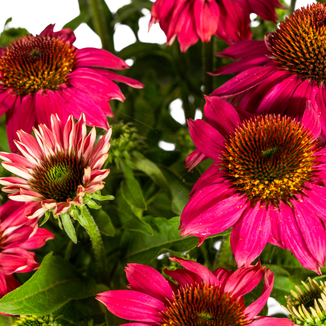 Purpur-Sonnenhut - Echinacea purpurea Purple | 60-70 cm | Ø19 cm